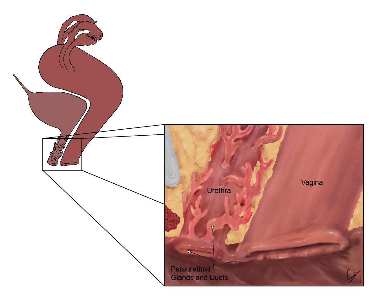 Paraurethral_Glands_Colour-label.jpg