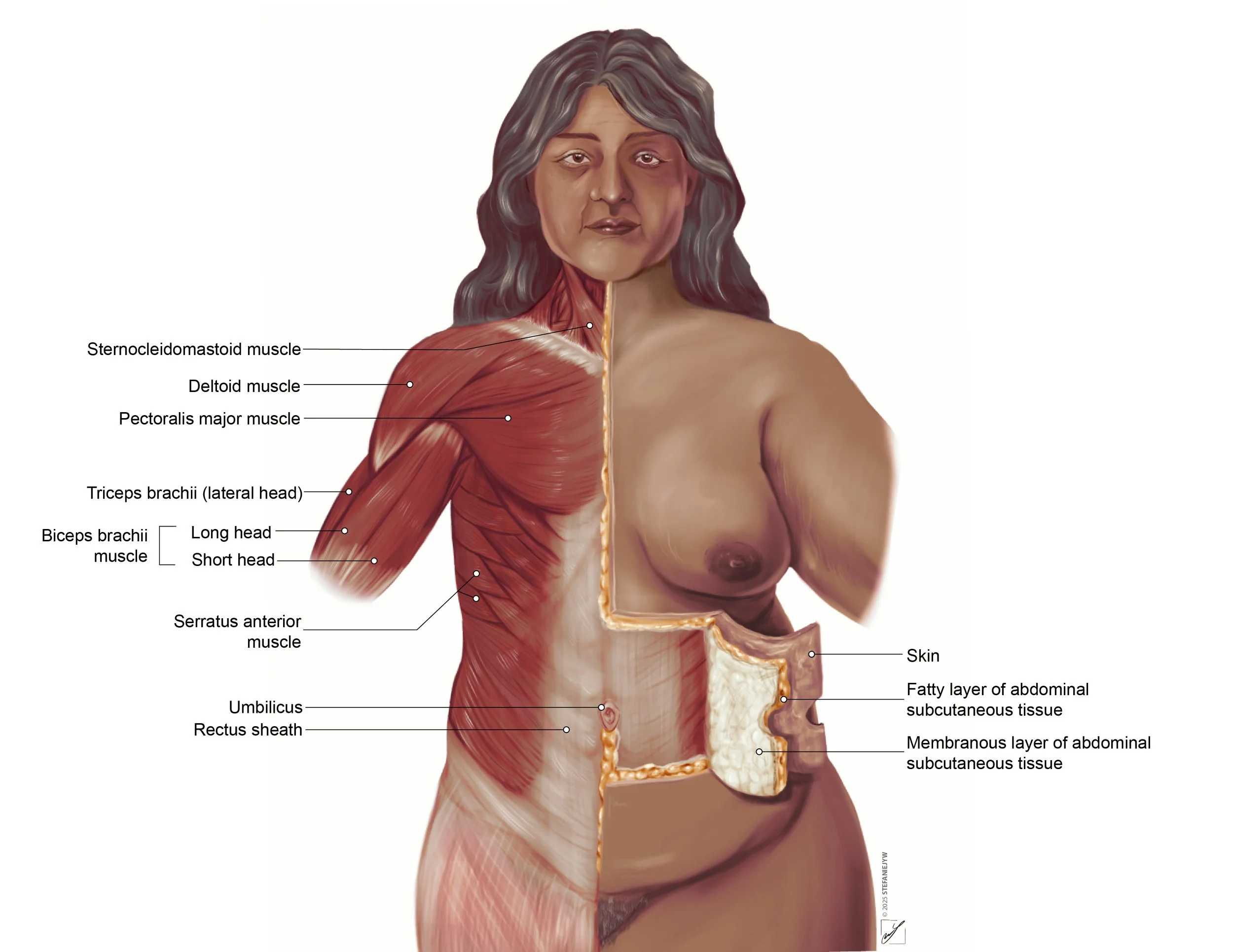 Abdominal_fascia-colour-09252025-whitebg-SW-01.jpg