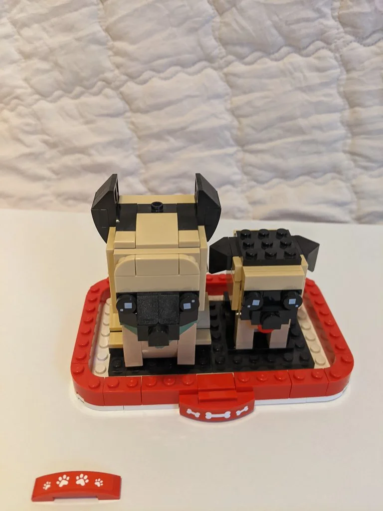 German Shepherd (SBC)