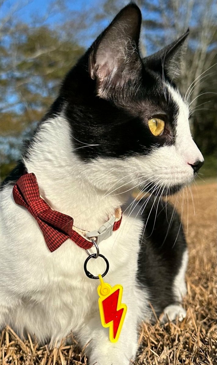 New, trendy, fun & secure Pet Tags (with QR Code) - Shiloh's House