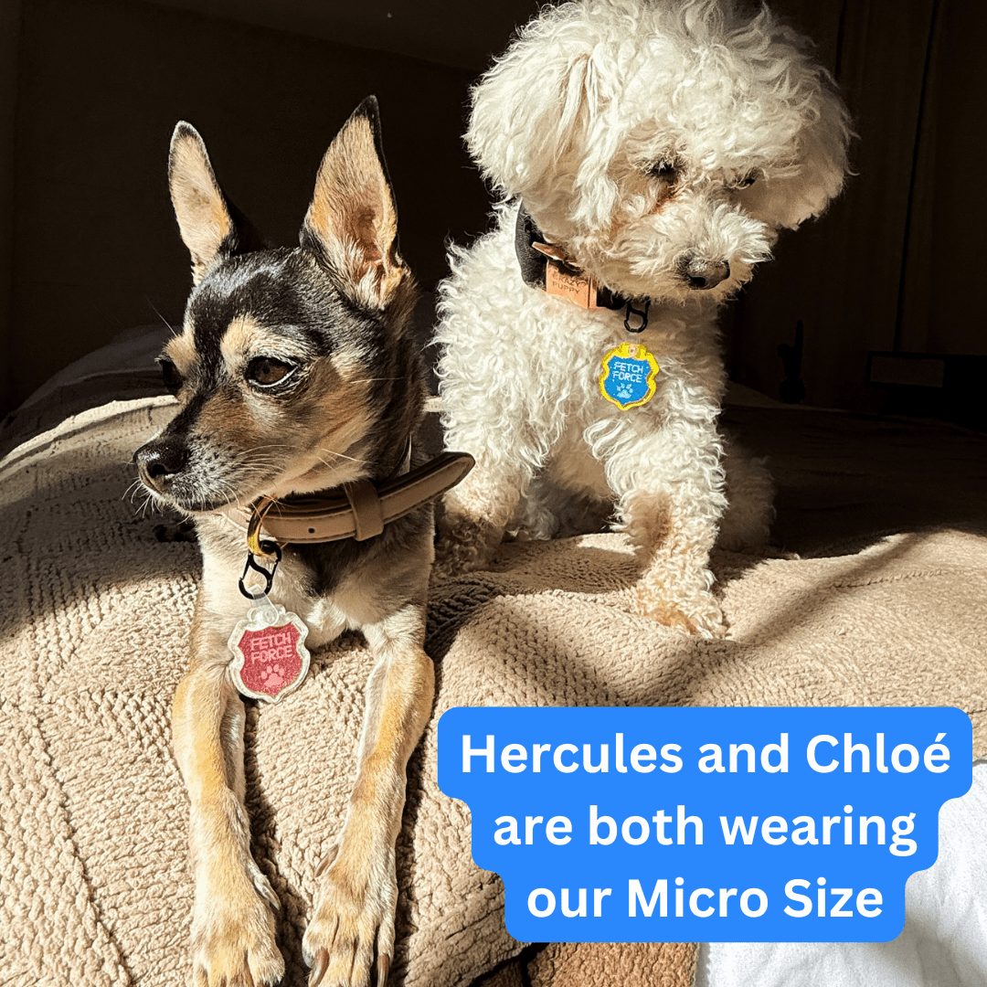 New, trendy, fun & secure Pet Tags (with QR Code) - Shiloh's House