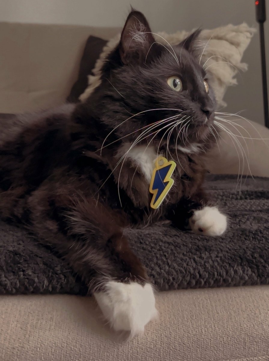 New, trendy, fun & secure Pet Tags (with QR Code) - Shiloh's House