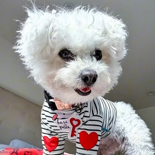 New, trendy, fun & secure Pet Tags (with QR Code) - Shiloh's House