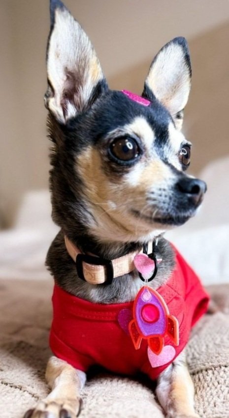 New, trendy, fun & secure Pet Tags (with QR Code) - Shiloh's House