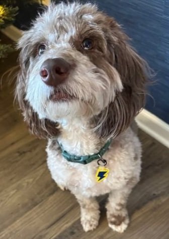 New, trendy, fun & secure Pet Tags (with QR Code) - Shiloh's House