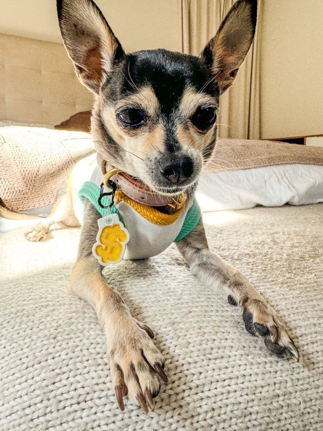 New, trendy, fun & secure Pet Tags (with QR Code) - Shiloh's House