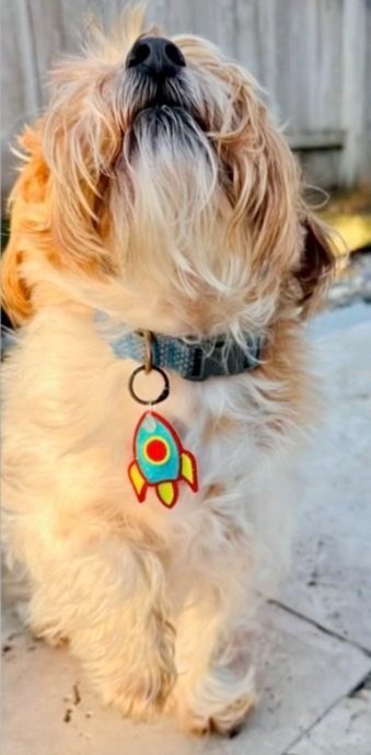 New, trendy, fun & secure Pet Tags (with QR Code) - Shiloh's House