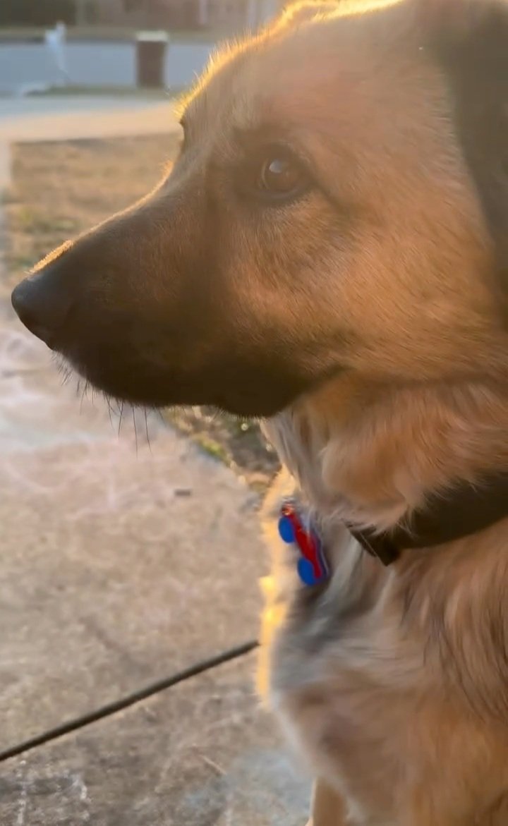 New, trendy, fun & secure Pet Tags (with QR Code) - Shiloh's House