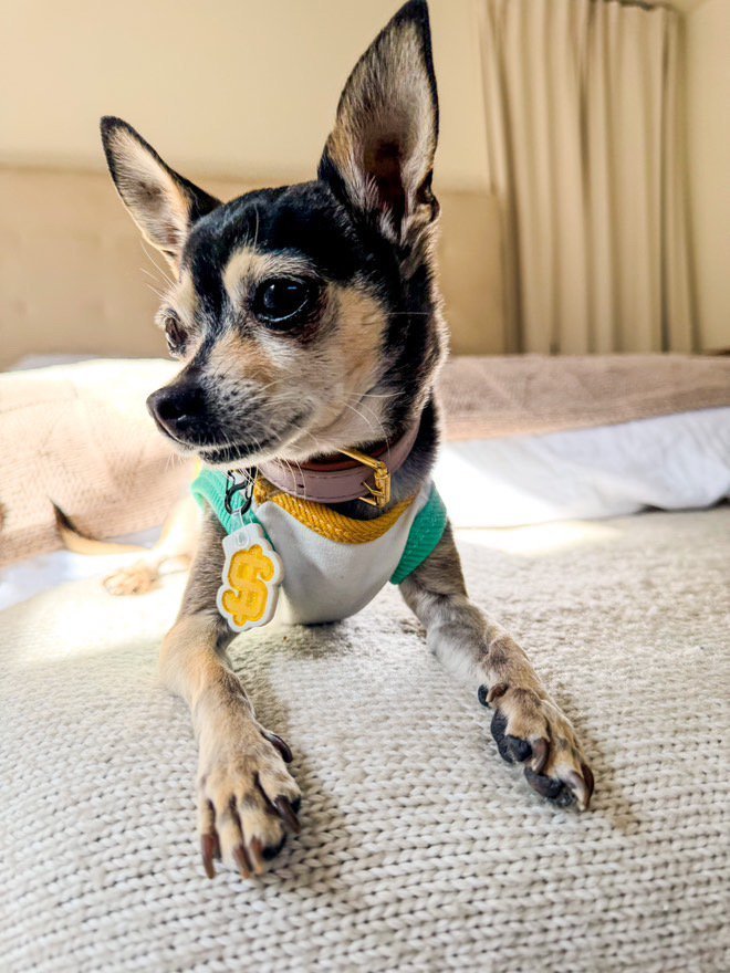 New, trendy, fun & secure Pet Tags (with QR Code) - Shiloh's House