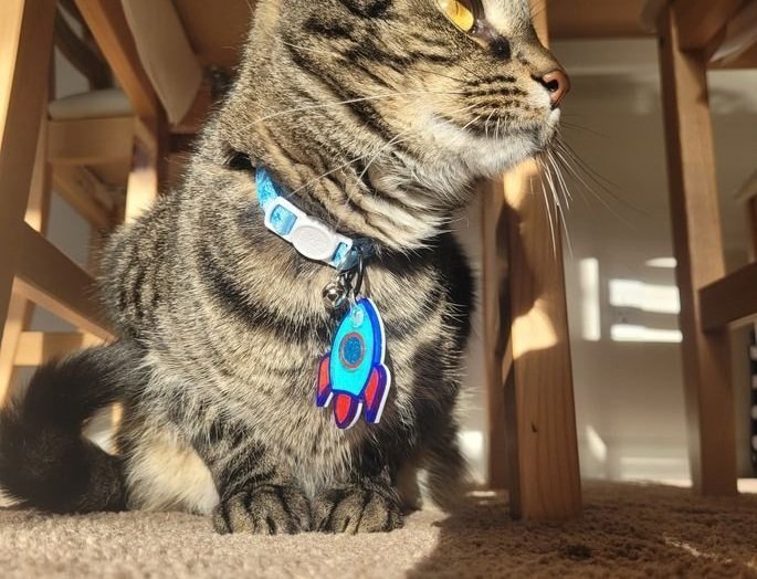 New, trendy, fun & secure Pet Tags (with QR Code) - Shiloh's House