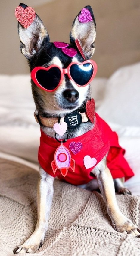 New, trendy, fun & secure Pet Tags (with QR Code) - Shiloh's House