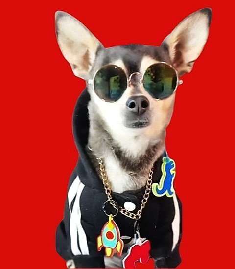 New, trendy, fun & secure Pet Tags (with QR Code) - Shiloh's House