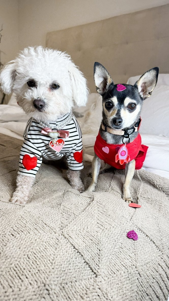 New, trendy, fun & secure Pet Tags (with QR Code) - Shiloh's House