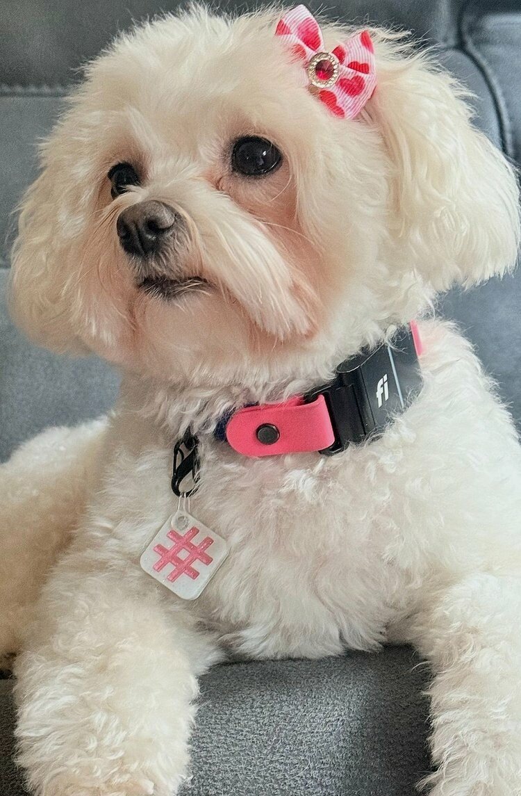 New, trendy, fun & secure Pet Tags (with QR Code) - Shiloh's House