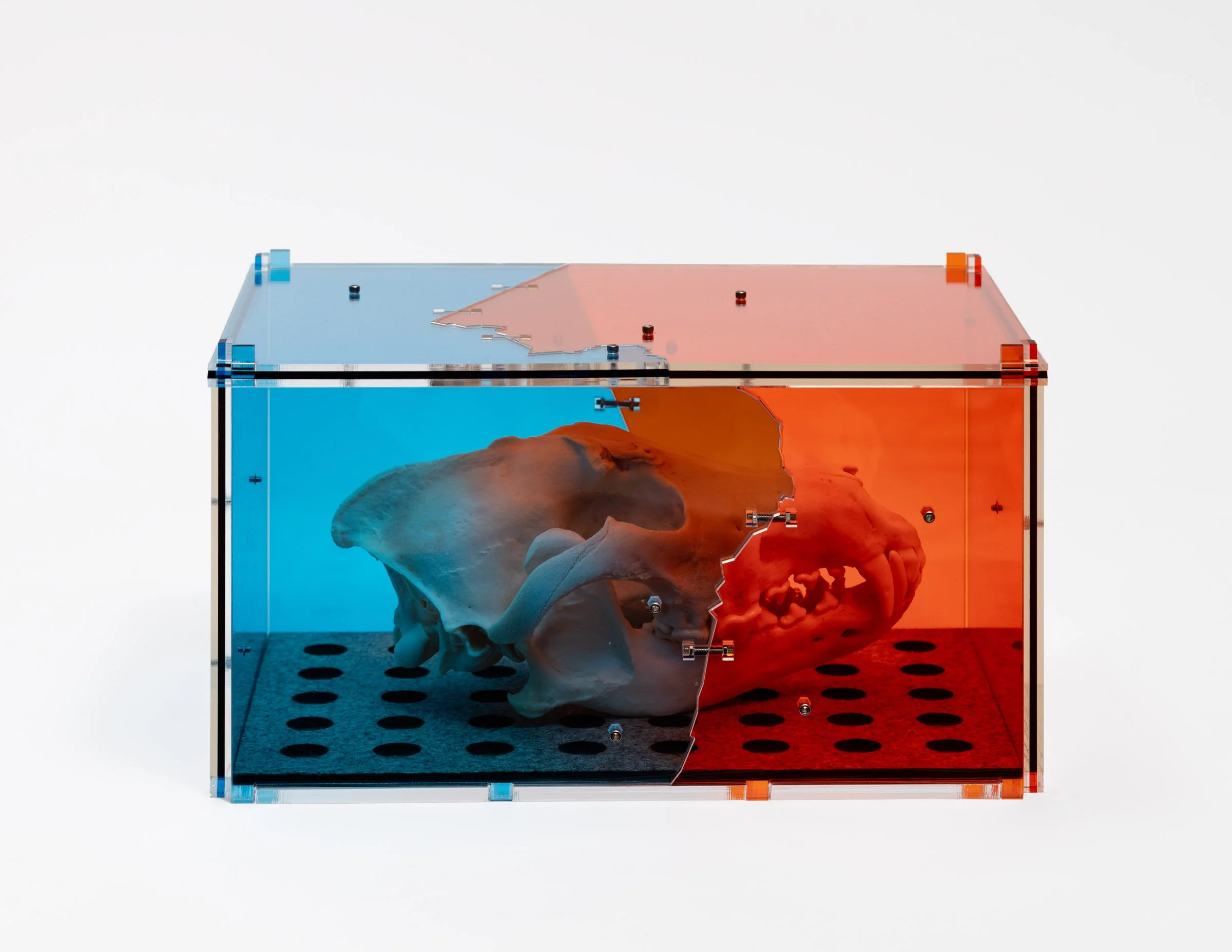   Canis Lupus Arctos Relic (ca. 2141),   2025 F-3 industrial felt, plexiglass, stainless steel, timber wolf skull Dimensions variable  Photo by LF Documentation
