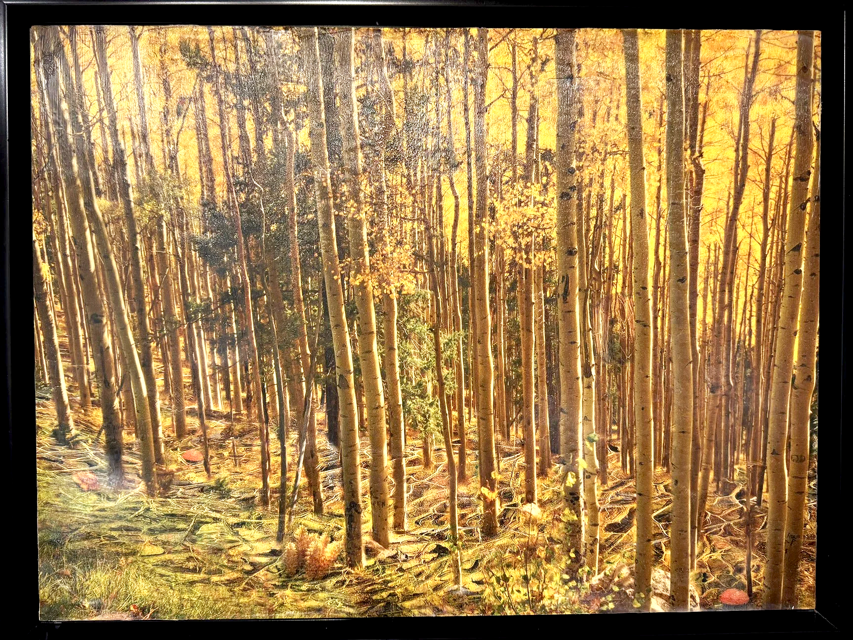 Secret Life of Aspens ©2025 Tomas Spross