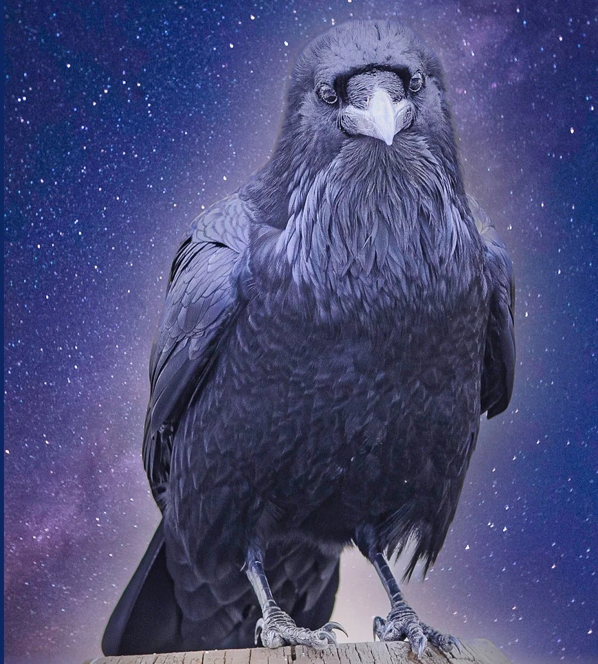 Portrait of a Raven  ©2025 Tomas Spross