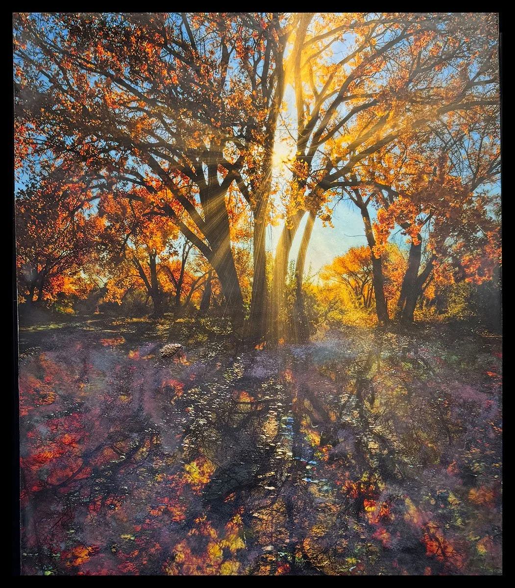 Hidden Life of a Tree ©2025 Tomas Spross