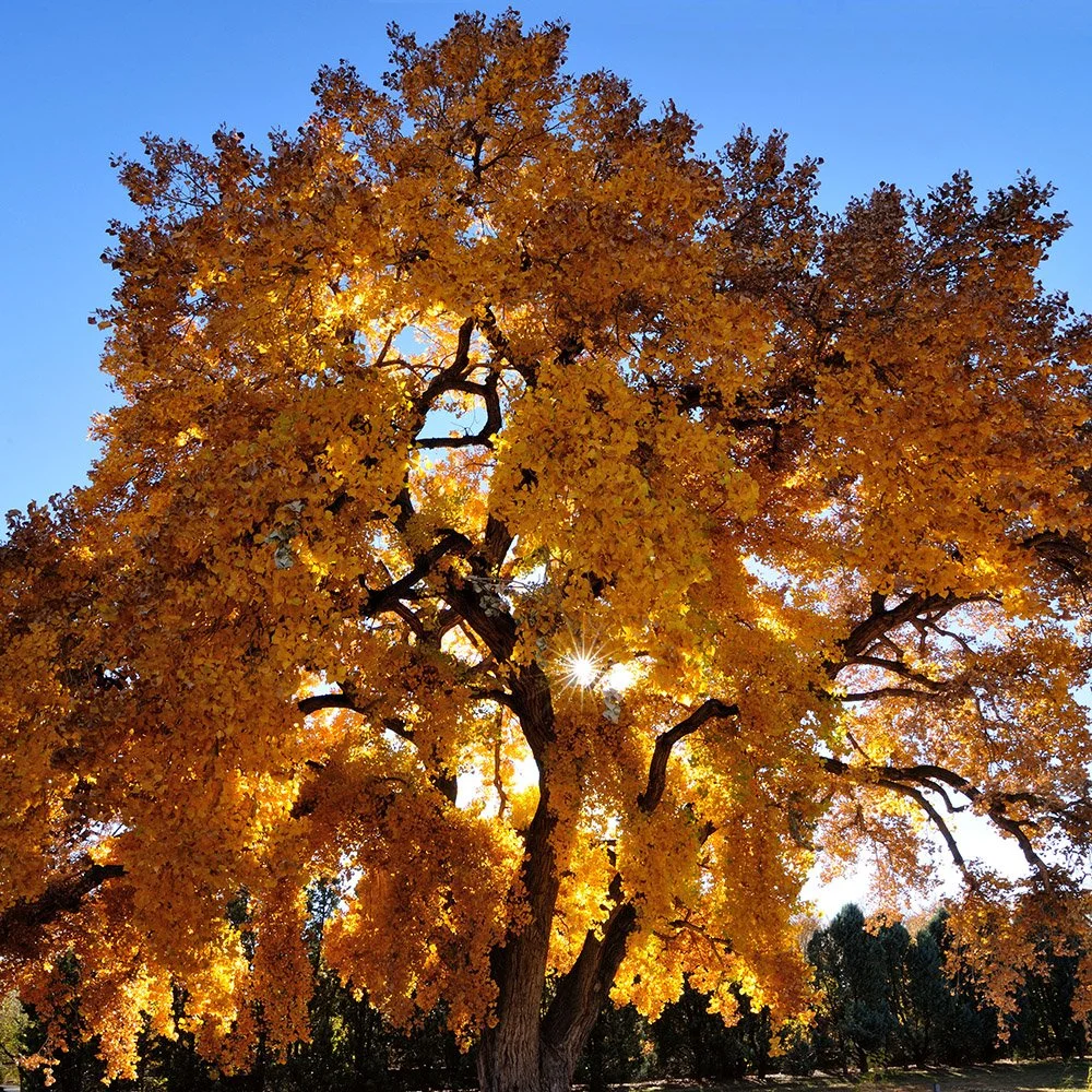 Cottonwood Portrait  ©2025 Tomas Spross
