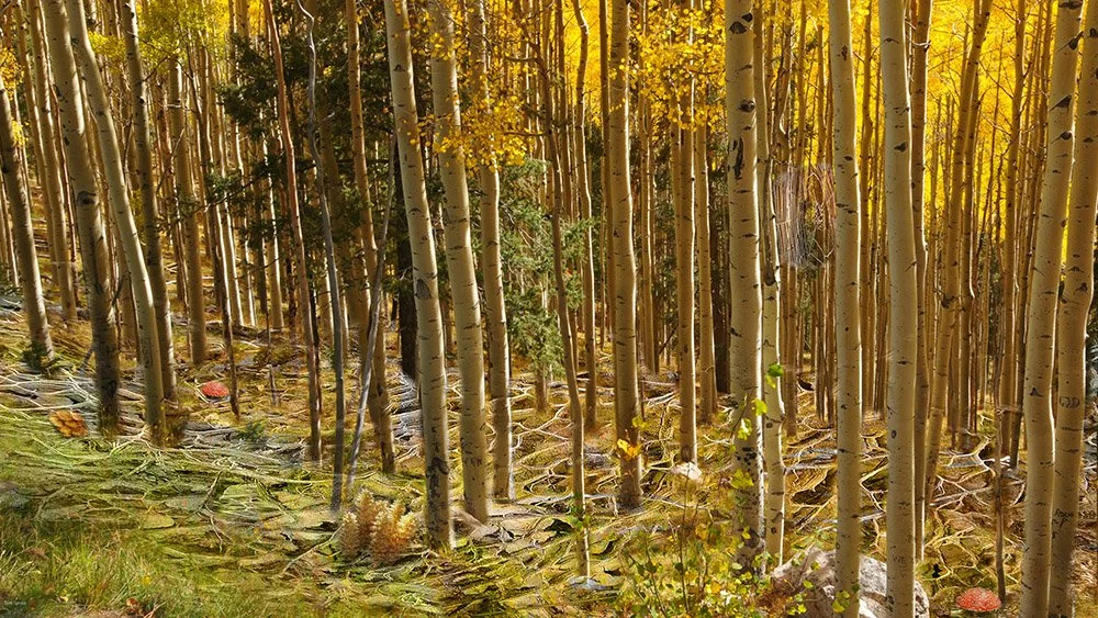Secret Life of Aspens  © 2025 Tomas Spross