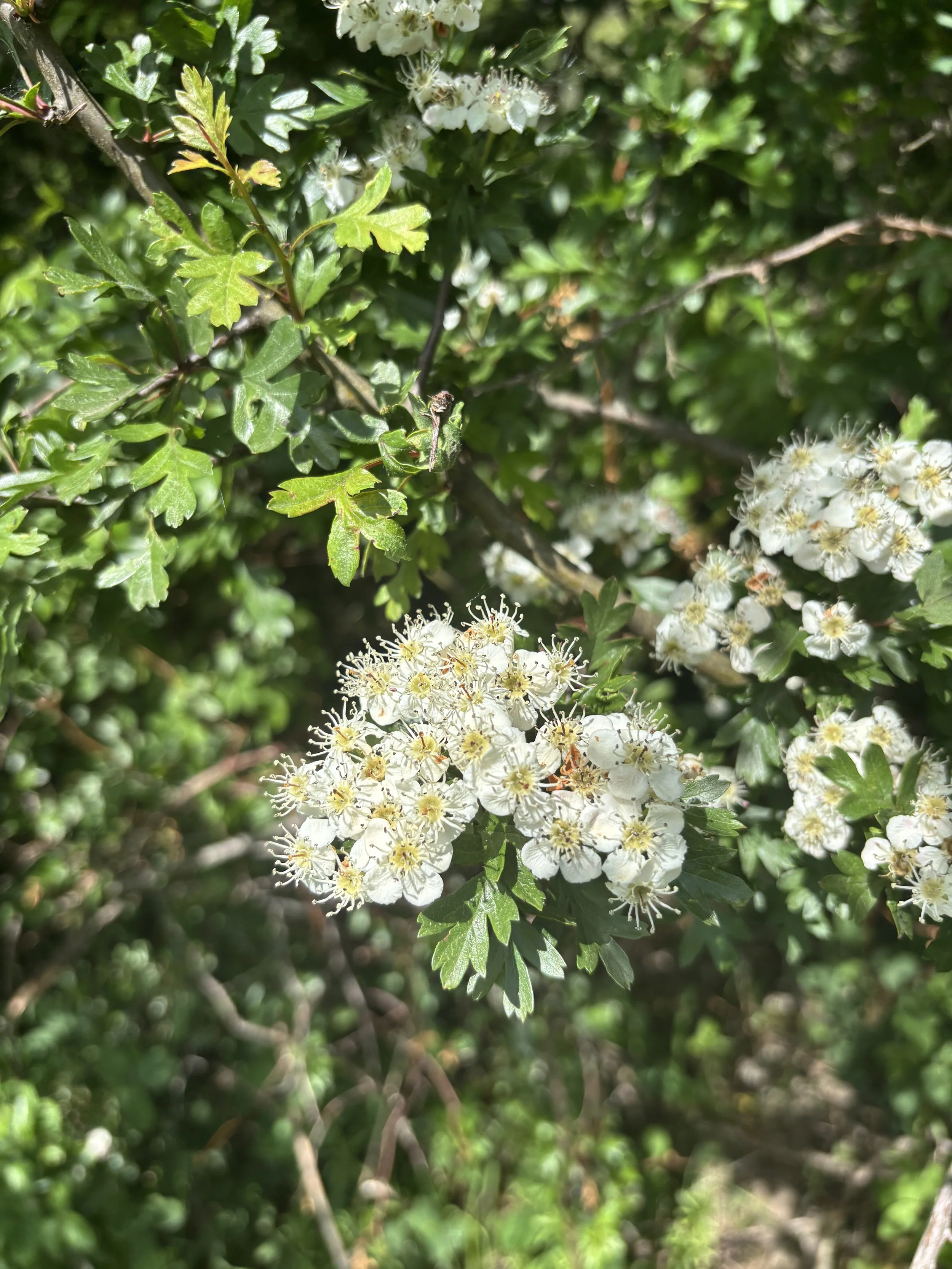 IMG_7218.jpeg
