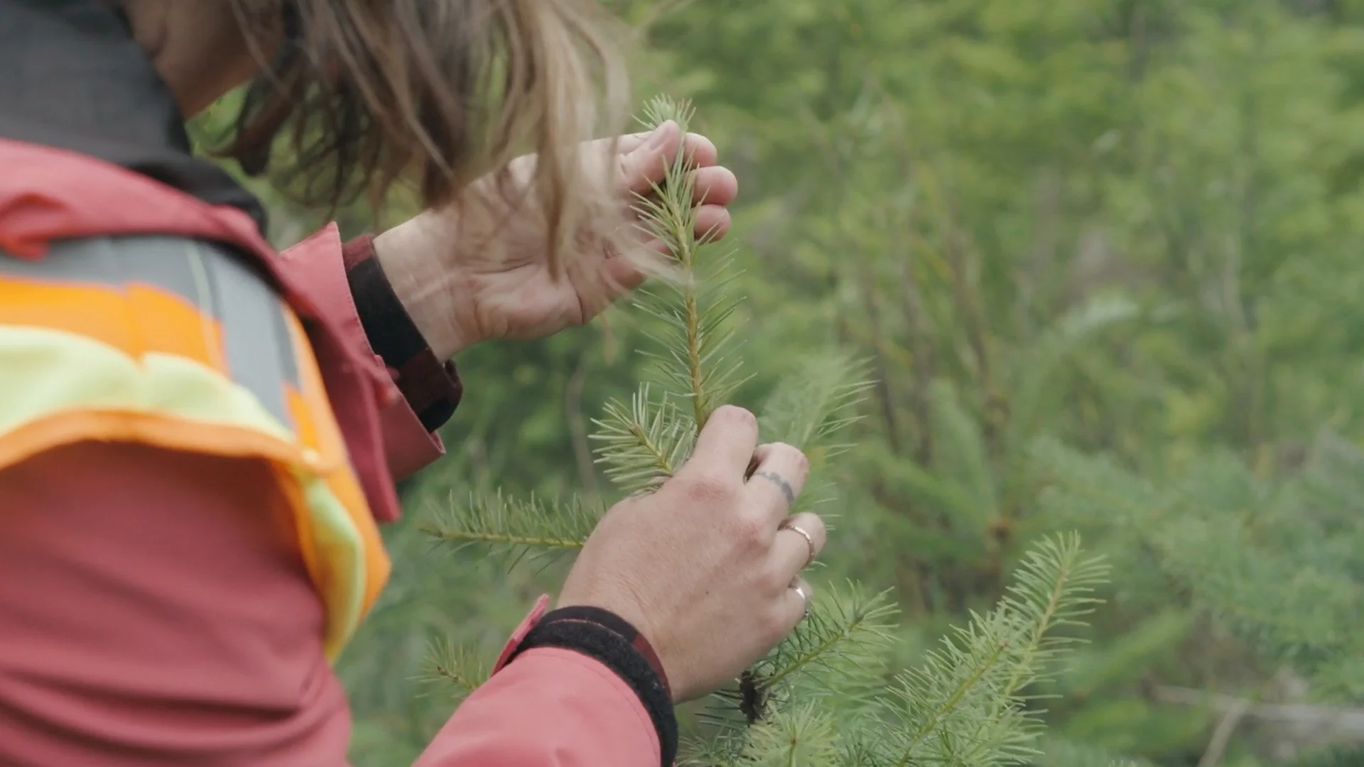 Mosaic Forest Management
