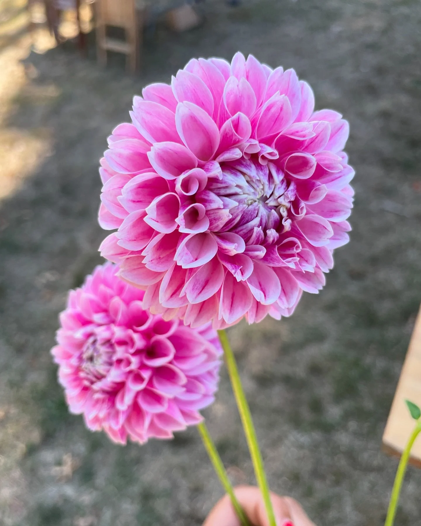 Flower Fact of the day 🌸➡️ 

Did you know Dahlias come in nearly every color except blue? 

These stunning blooms are native to Mexico and have over 42 species to choose from!

Dahlias symbolize inner strength and creativity 🌸

#DahliaLove #FloralD