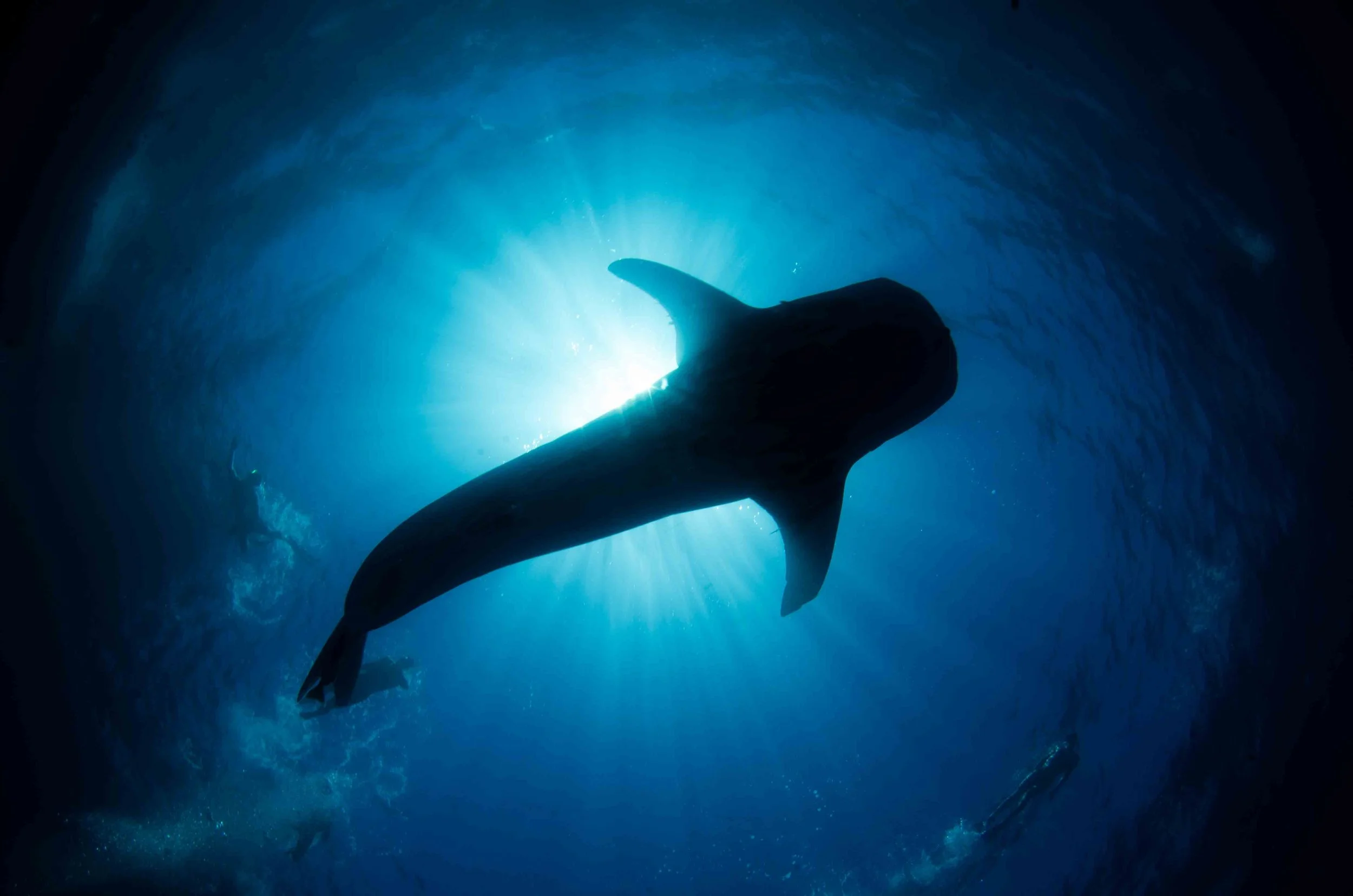 lukeinman_mydiveguru_lapaz-17.jpg