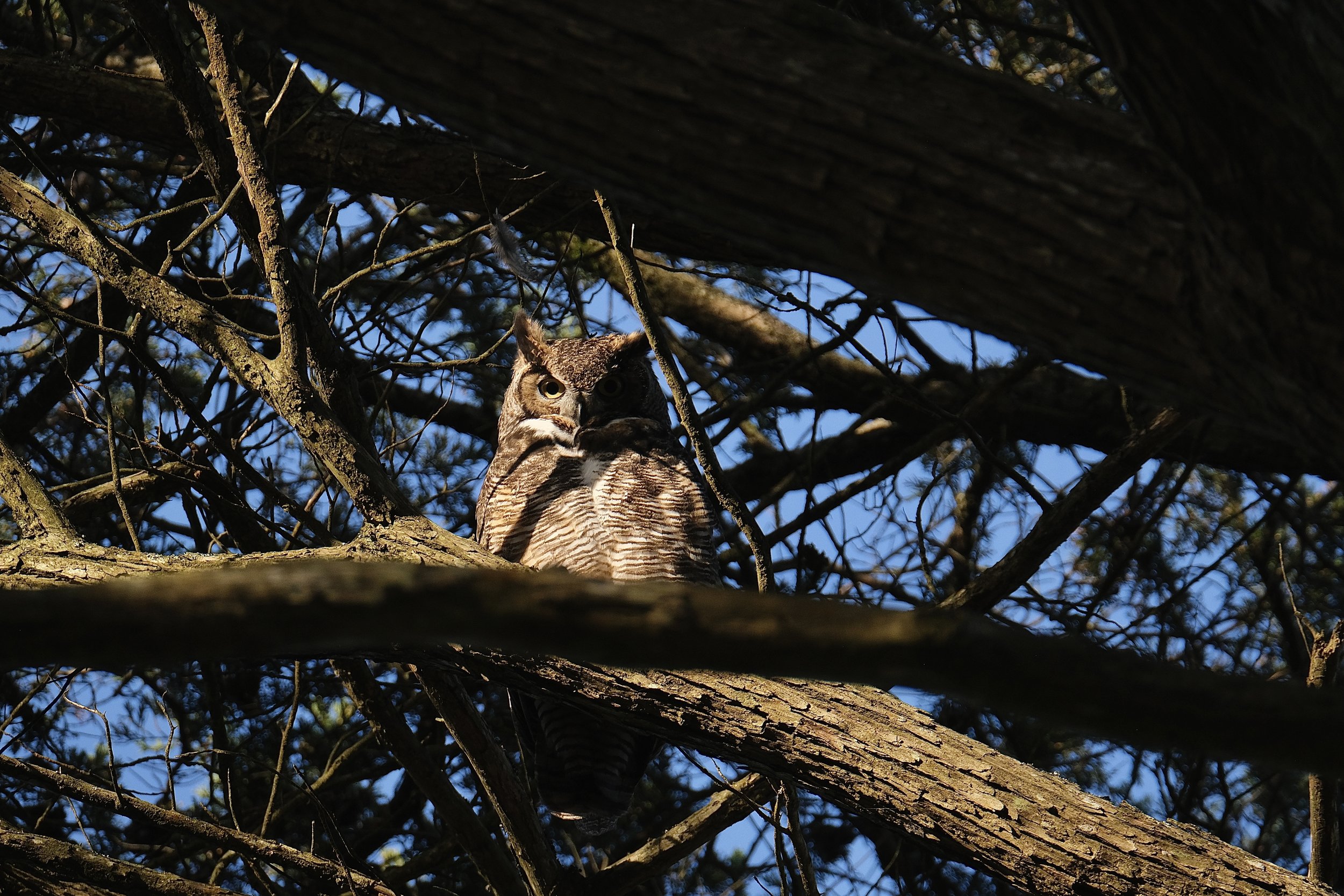 Great horned owl | GGP, San Francisco, California | April 8, 2025
