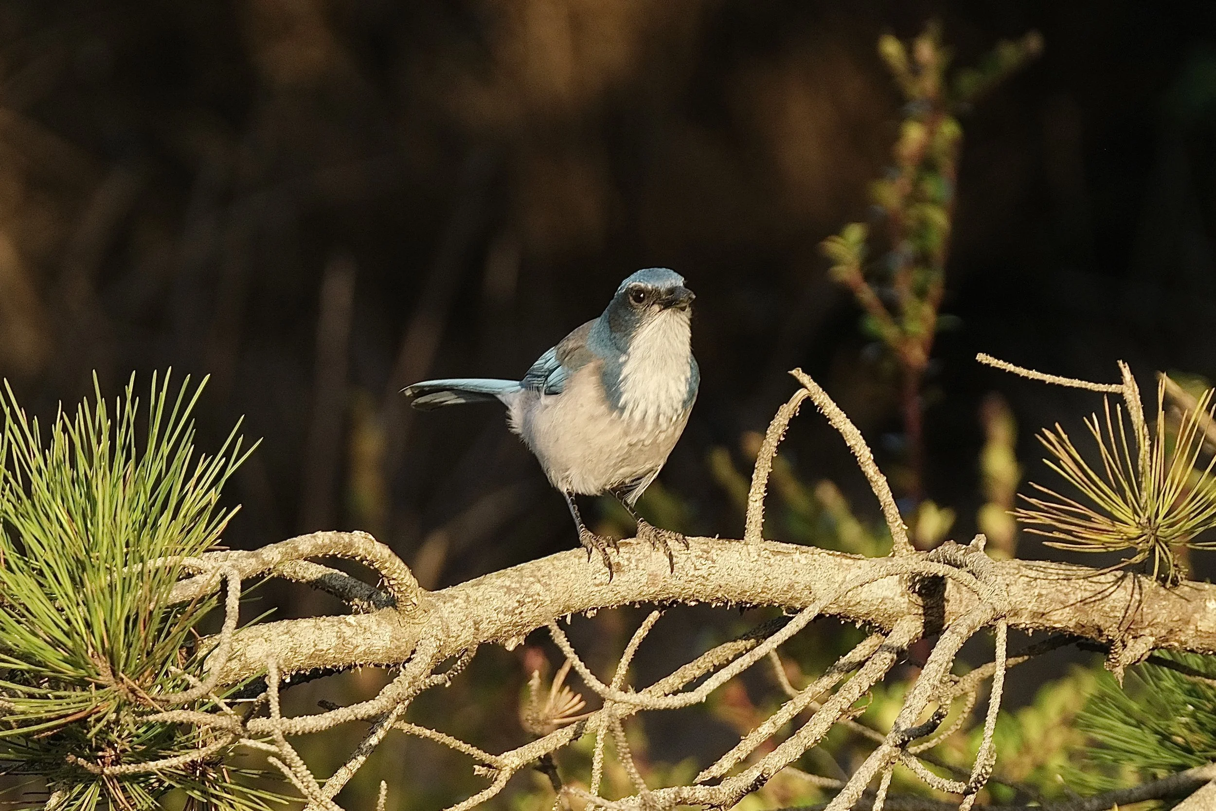 California Scrub Jay | Point Reyes National Seashore | Sunday, September 29, 2024