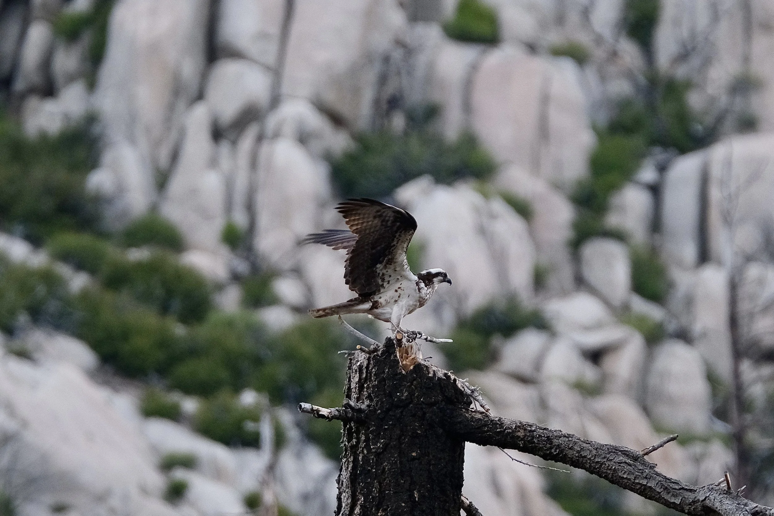 Osprey | Stanislaus National Forest, California | May 25, 2025
