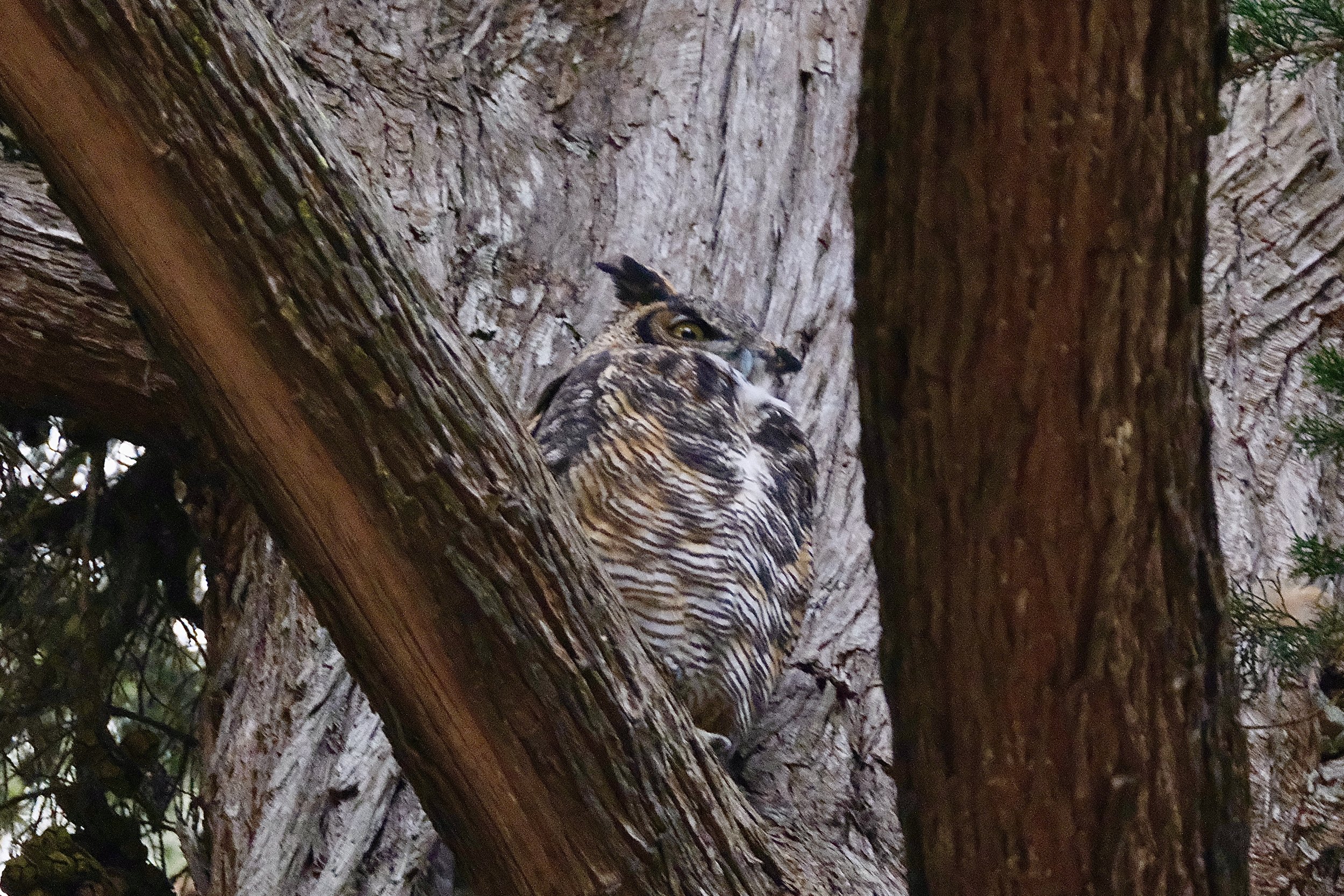 Great horned owl | GGP, San Francisco, California | September 11, 2024