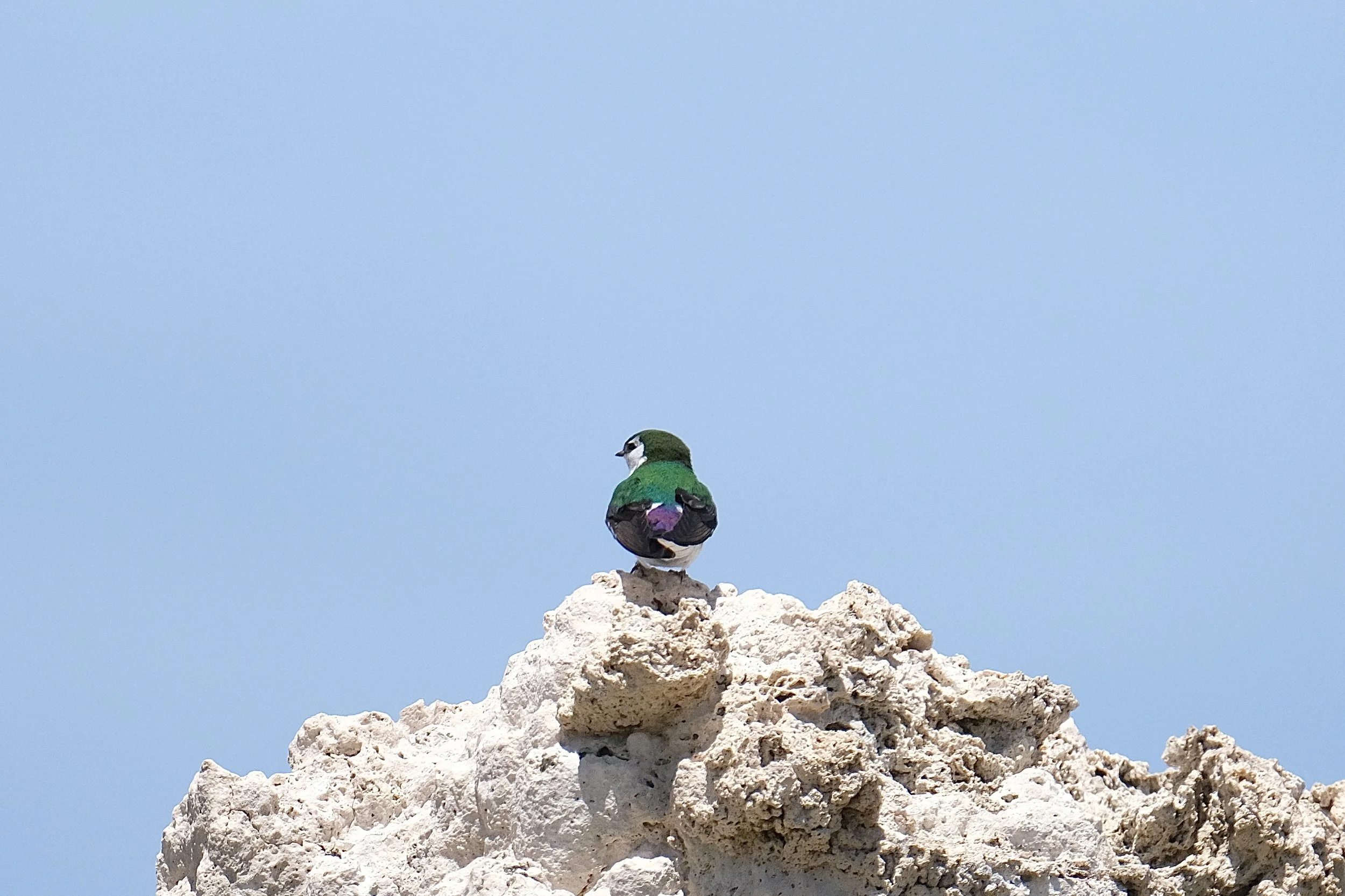 Violet-green swallow | Mono Lake, California | May 25, 2025