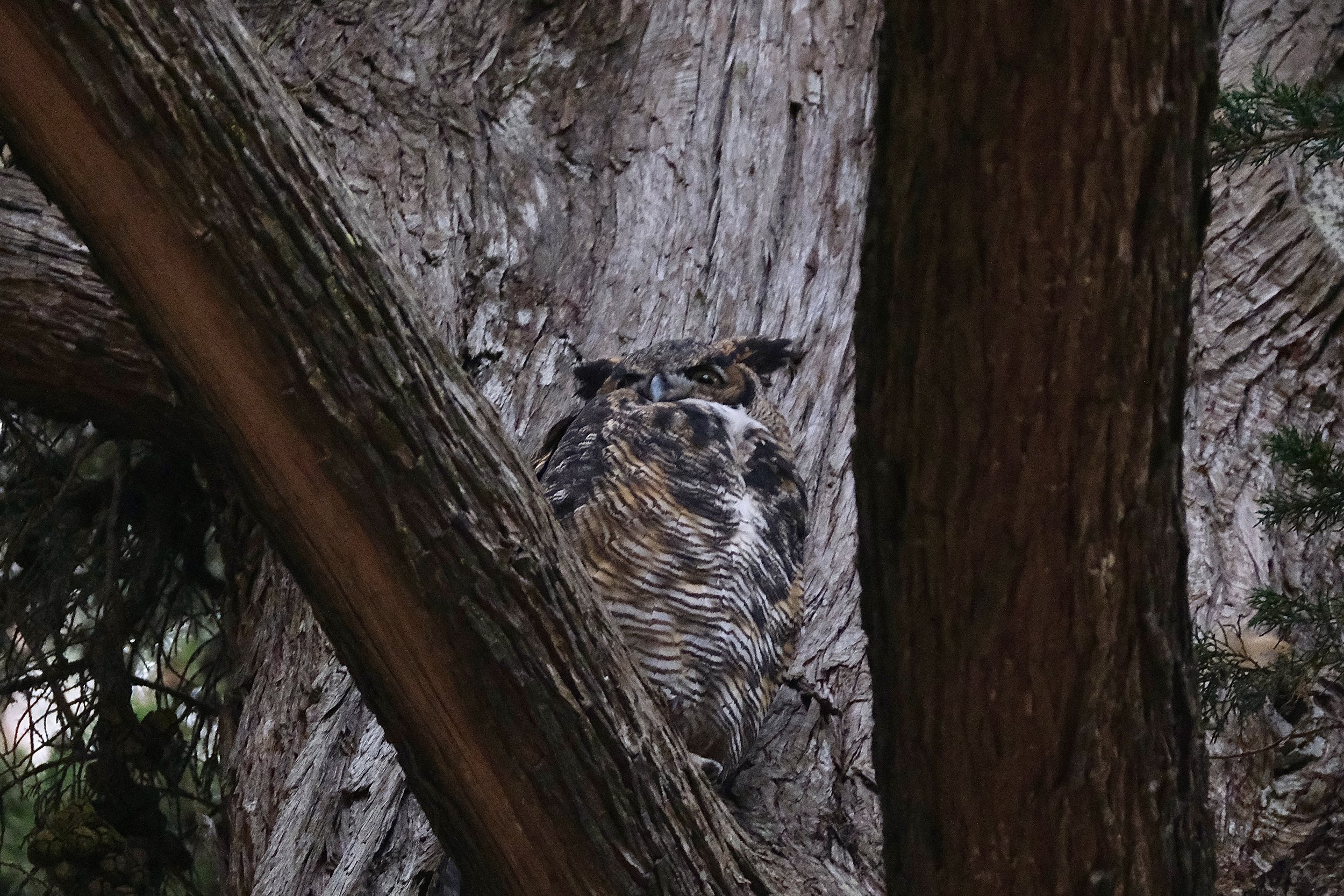 Great horned owl | GGP, San Francisco, California | September 11, 2024