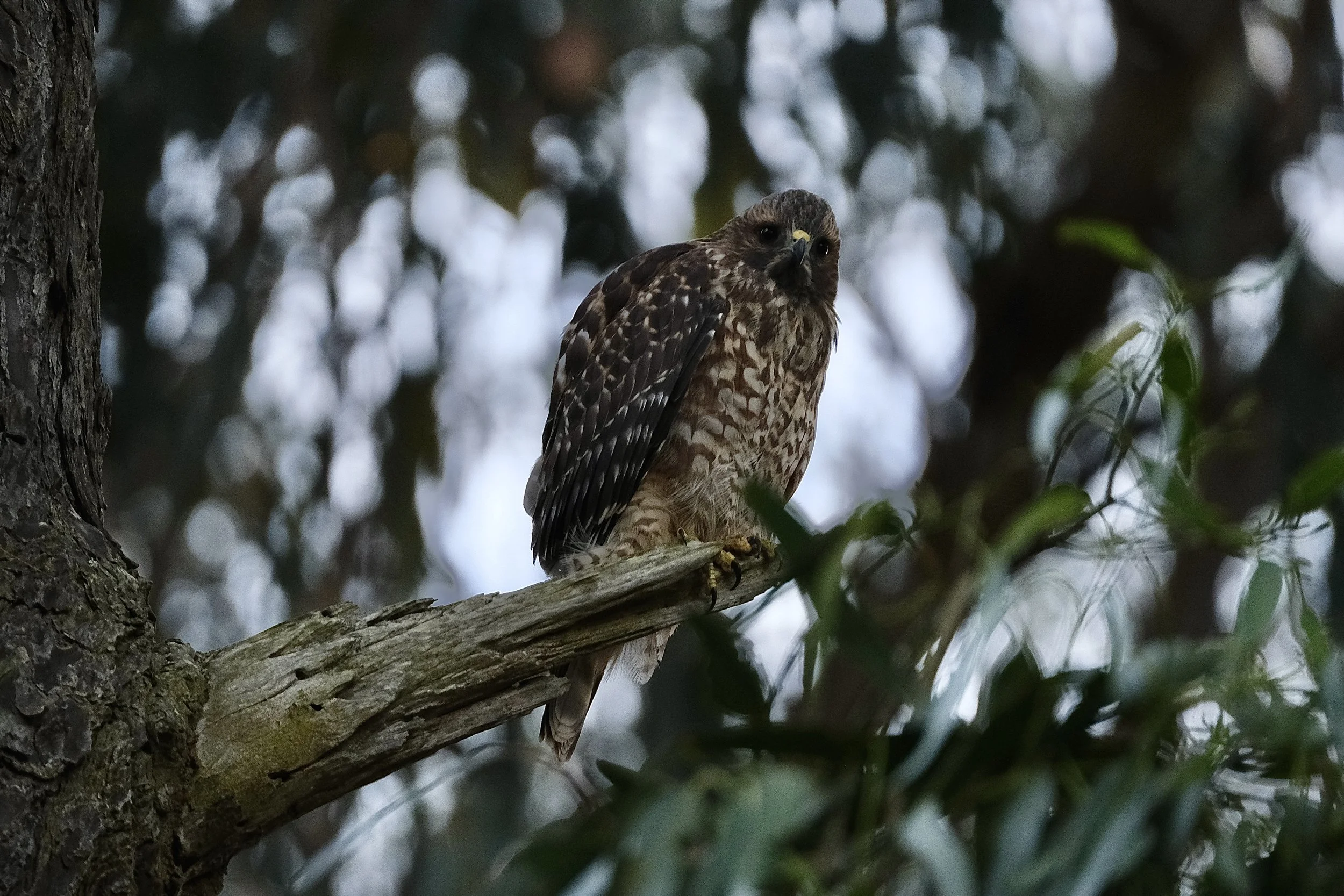 Red-shouldered hawk | Golden Gate Park, SF | Saturday, October 19, 2024