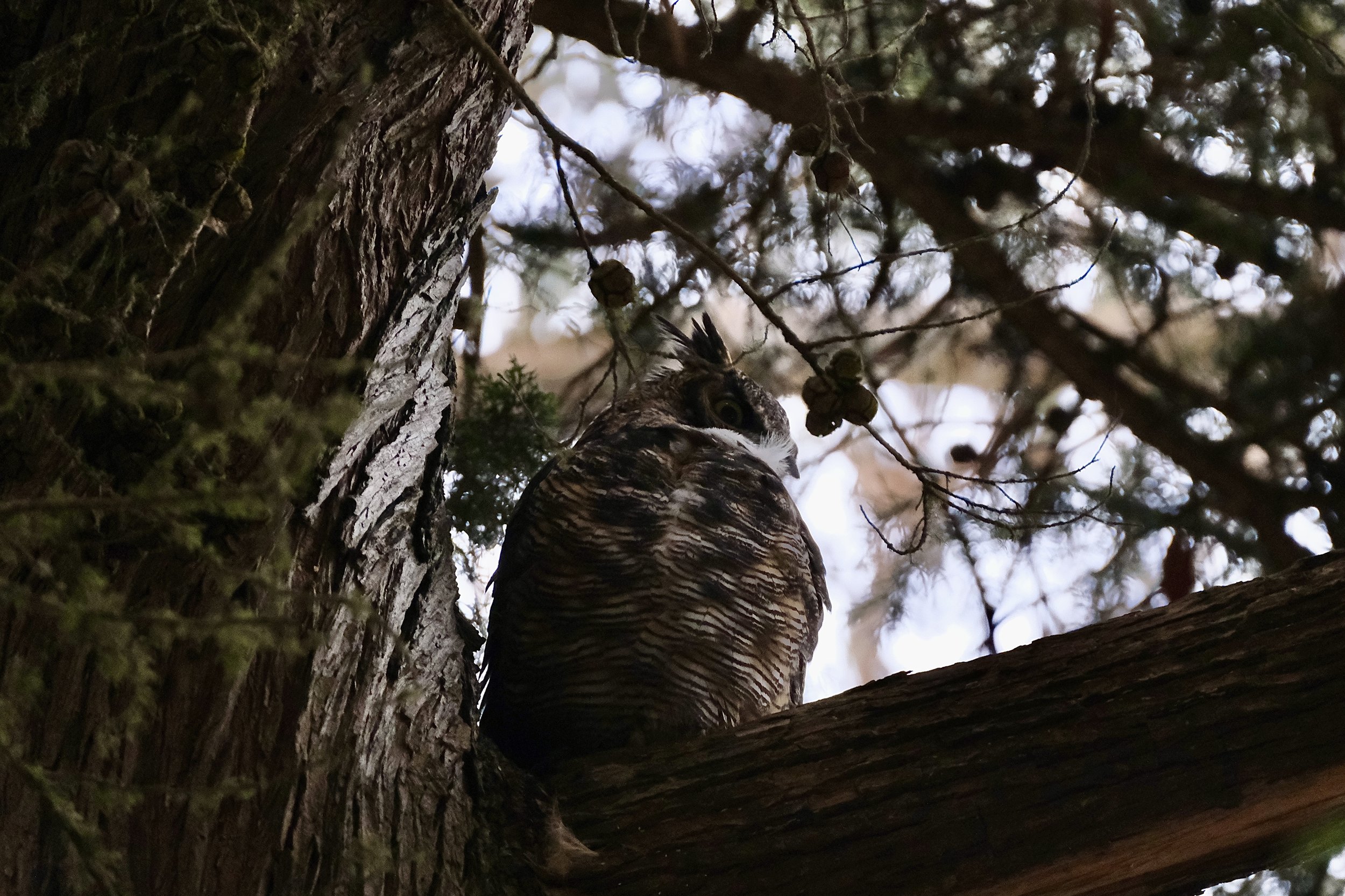 Great horned owl | GGP, San Francisco, California | September 11, 2024