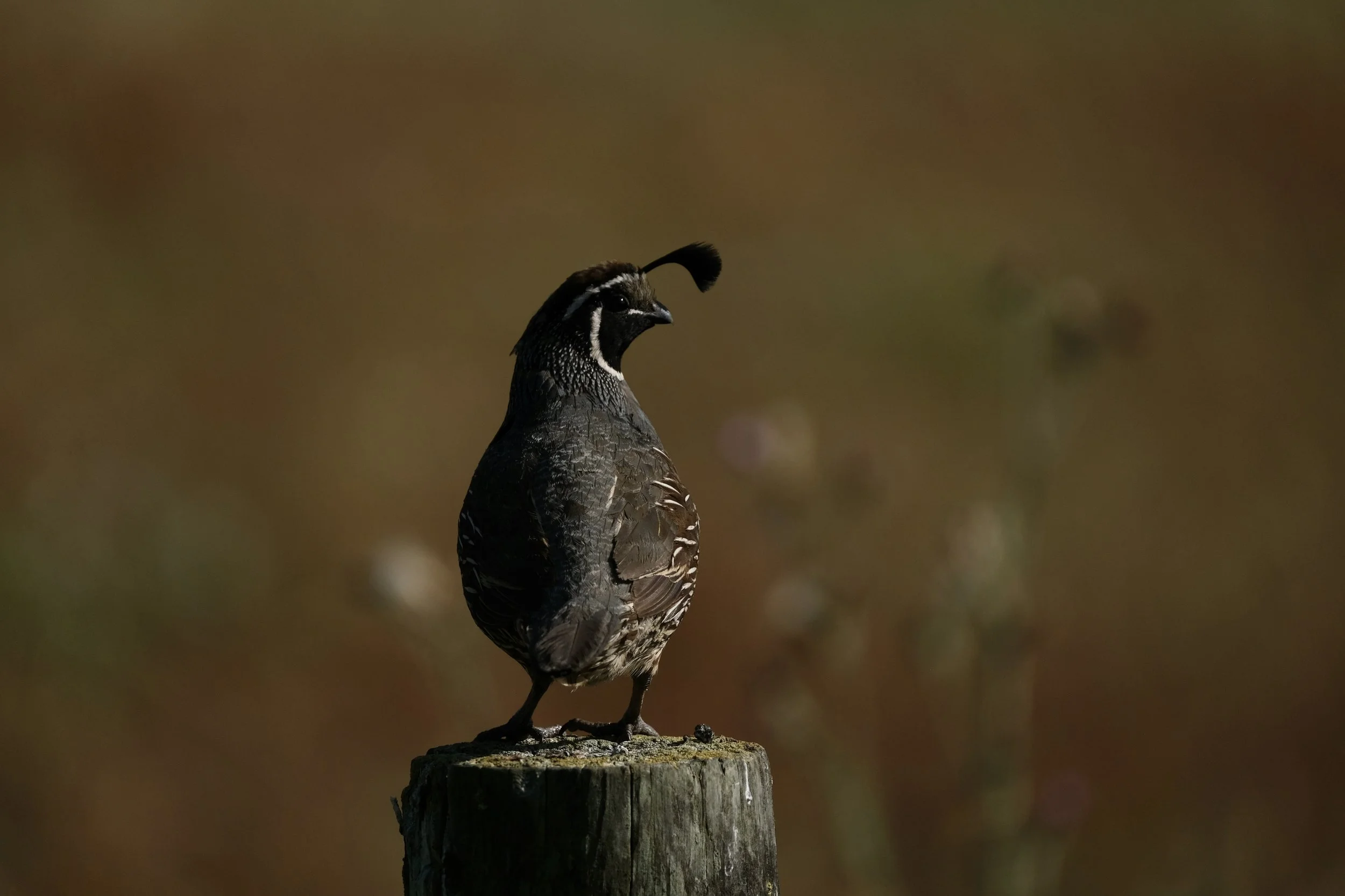California Quail | Point Reyes National Seashore | Saturday, June 8, 2024