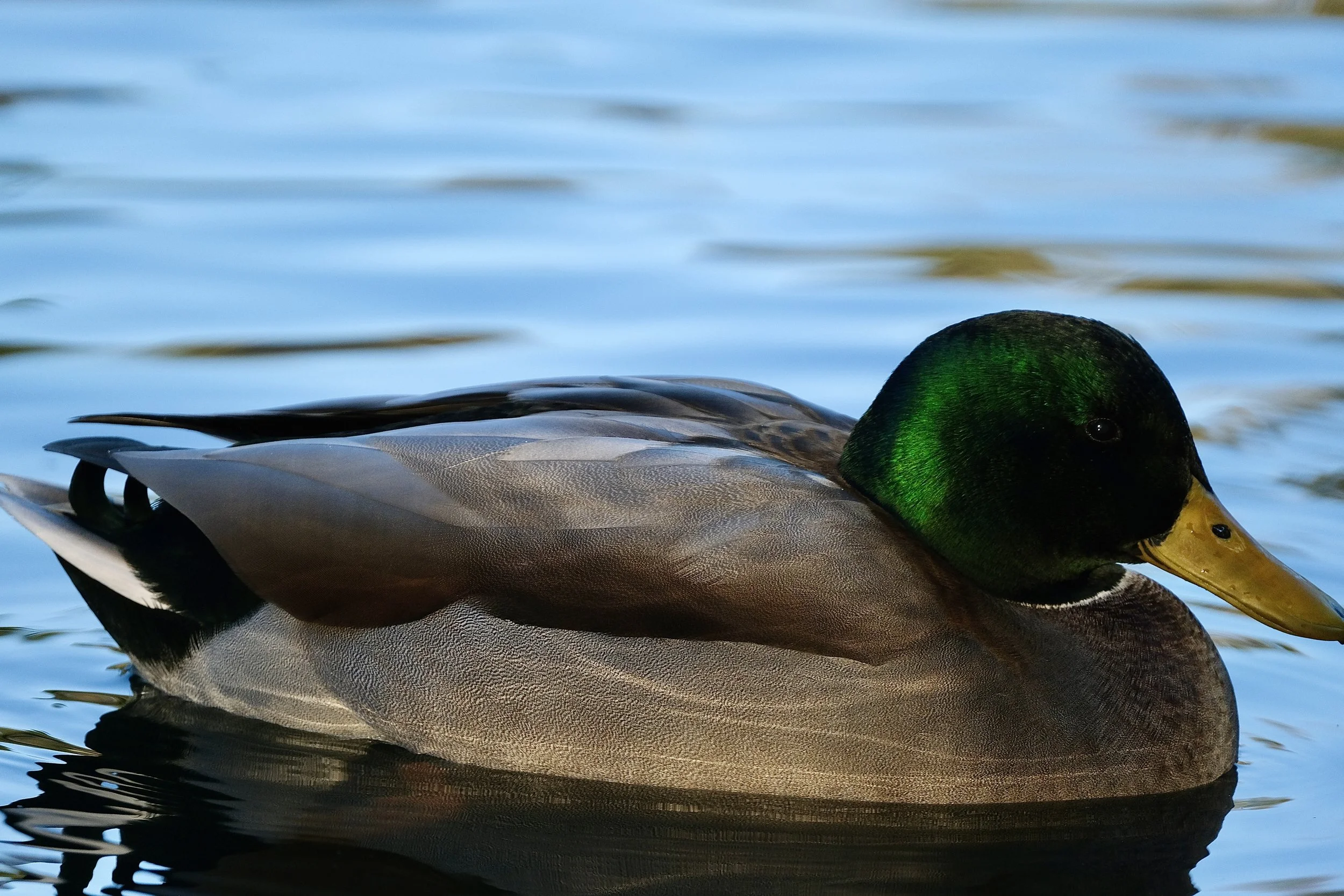 Mallard | Golden Gate Park, SF | Saturday, October 19, 2024