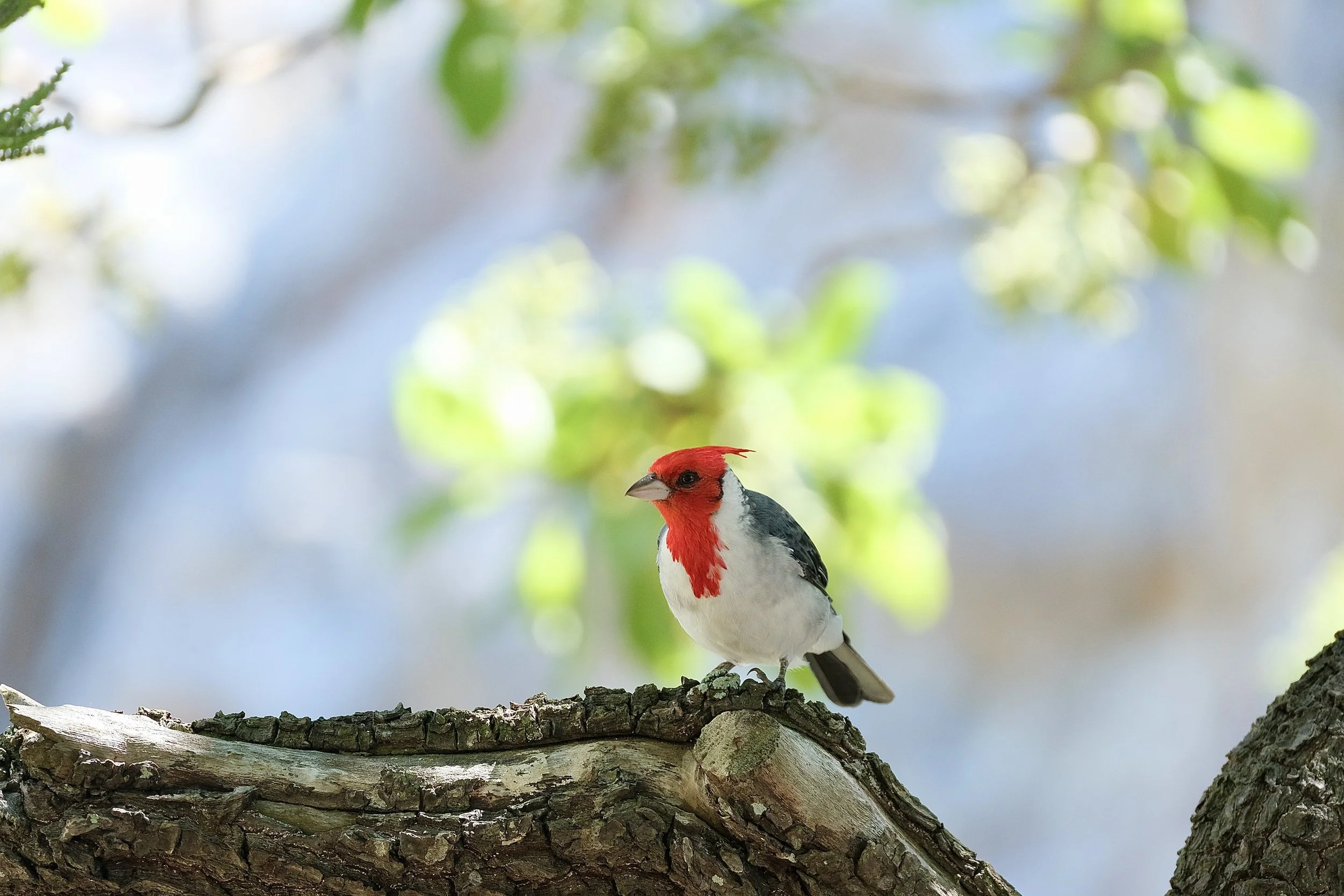 Red-crested cardinal | Hanauma bay state park, Oahu, Hawaii | Saturday, August 31, 2024