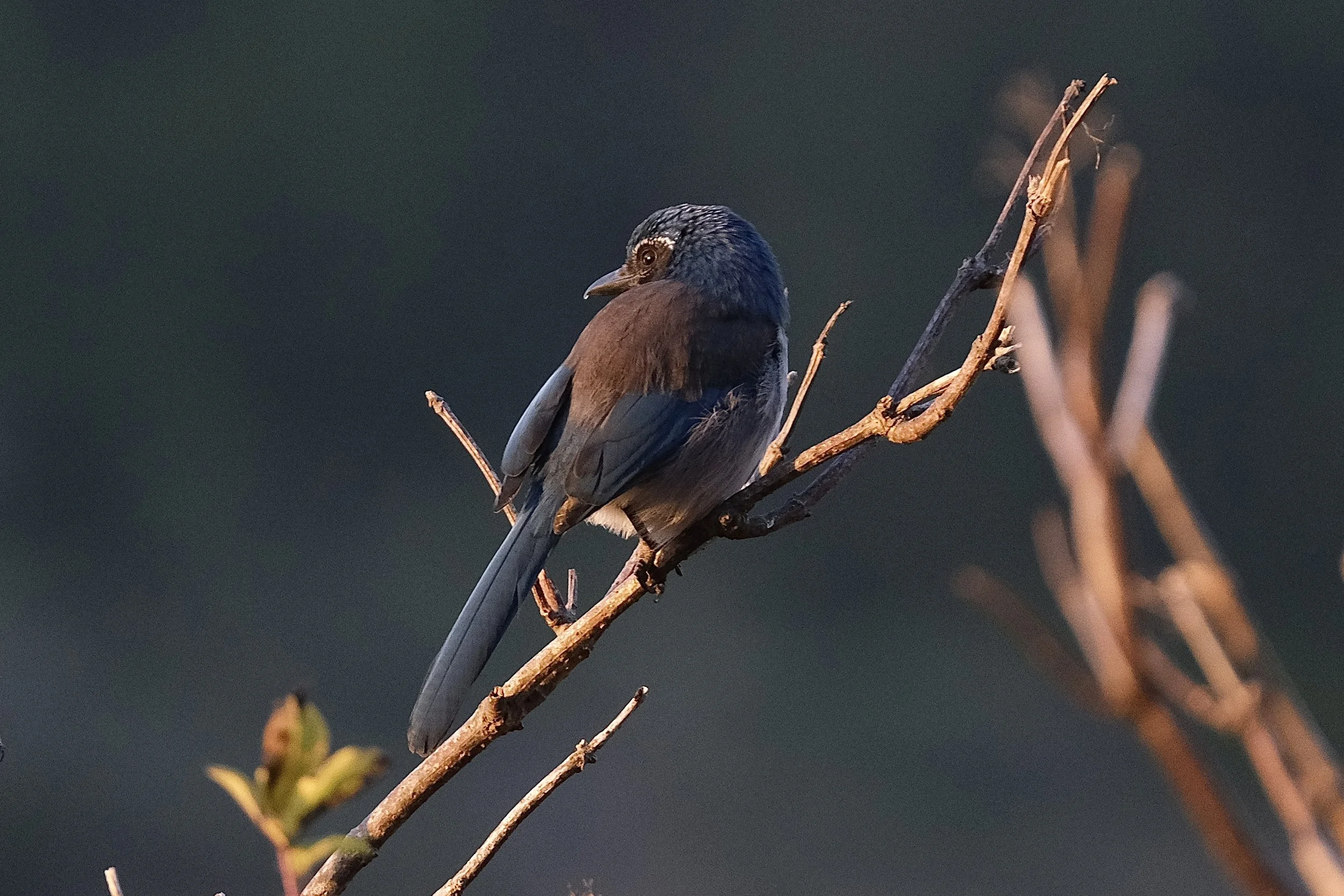 California Scrub Jay | Point Reyes National Seashore | Sunday, September 29, 2024
