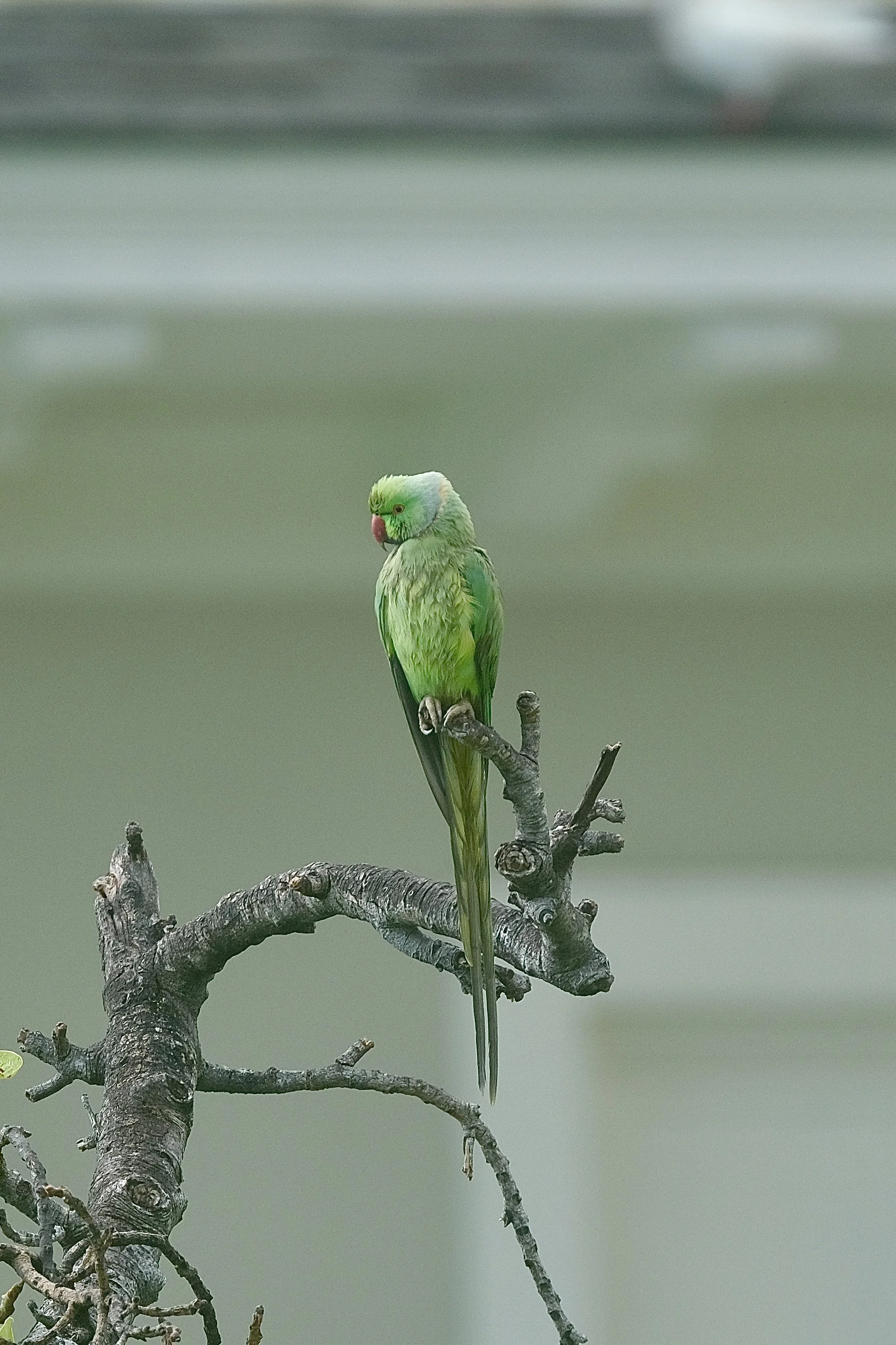 Rose-ringed parakeet | Honolulu Oahu, Hawaii | Friday, August 30, 2024
