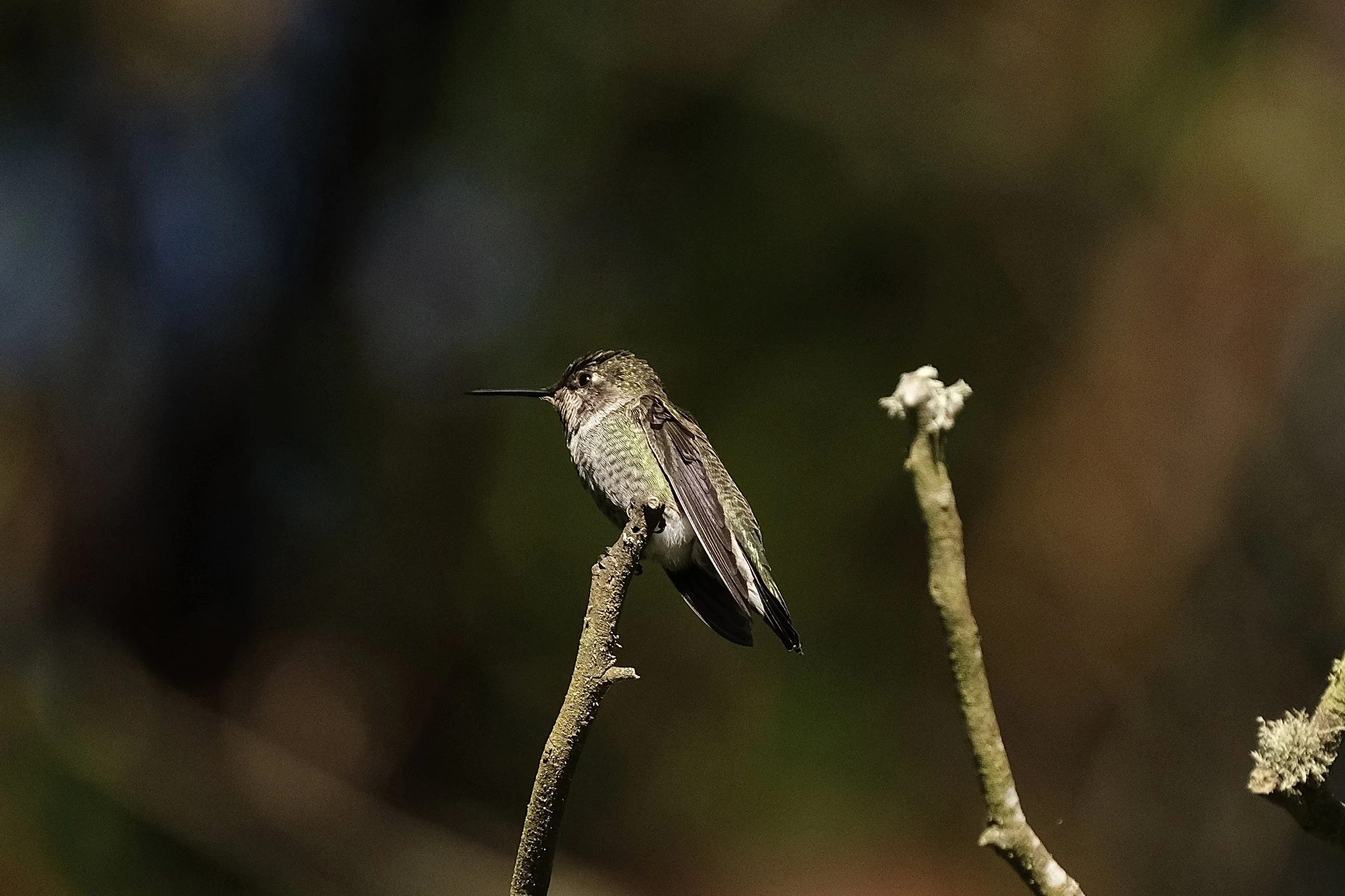 Anna's hummingbird | Golden Gate Park, SF | Saturday, October 19, 2024