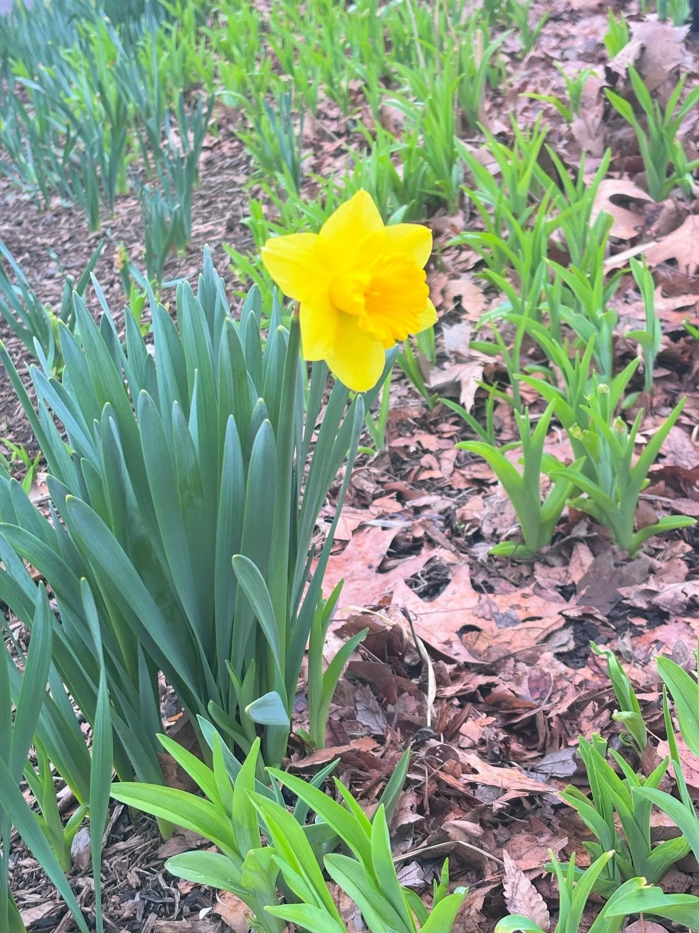 First daffodil bloom in the park 🌼💙💚