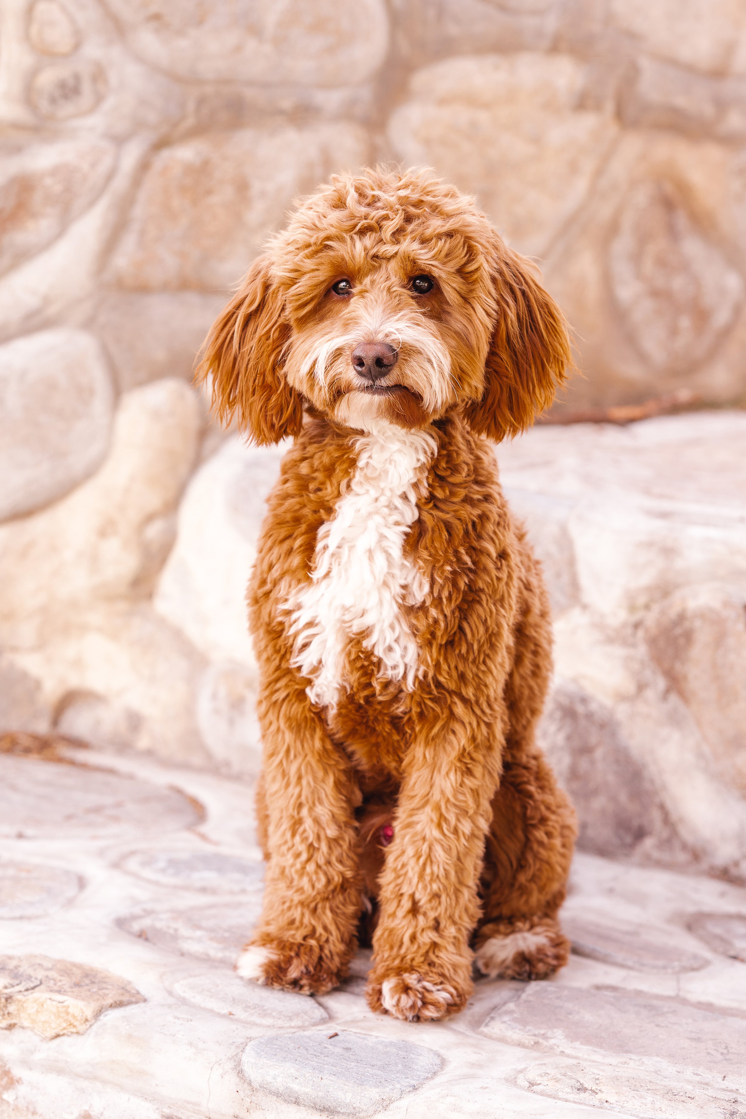 Maverick_GoldenDoodlesExpress_FGP-38.jpg