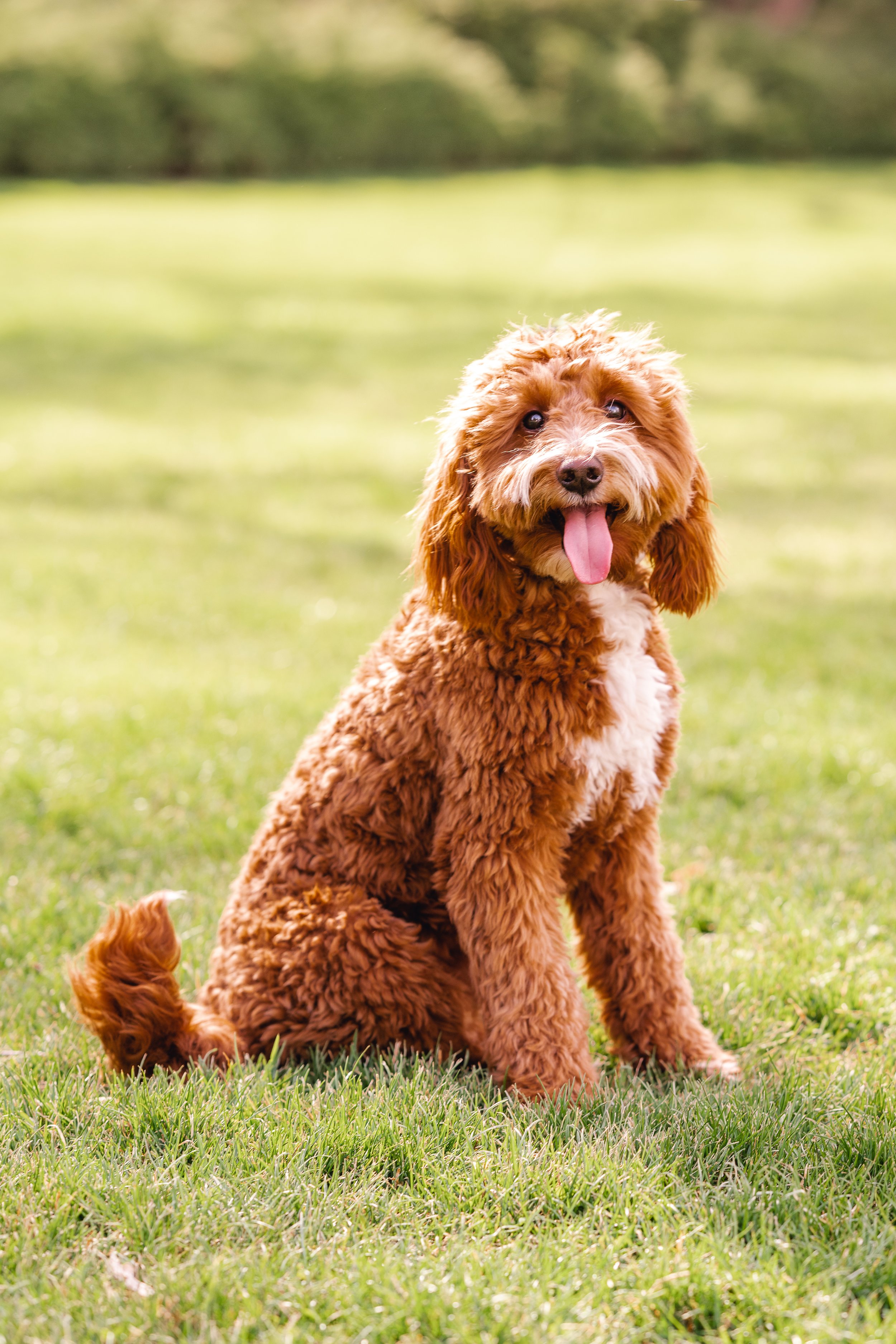 Maverick_GoldenDoodlesExpress_FGP-16.jpg