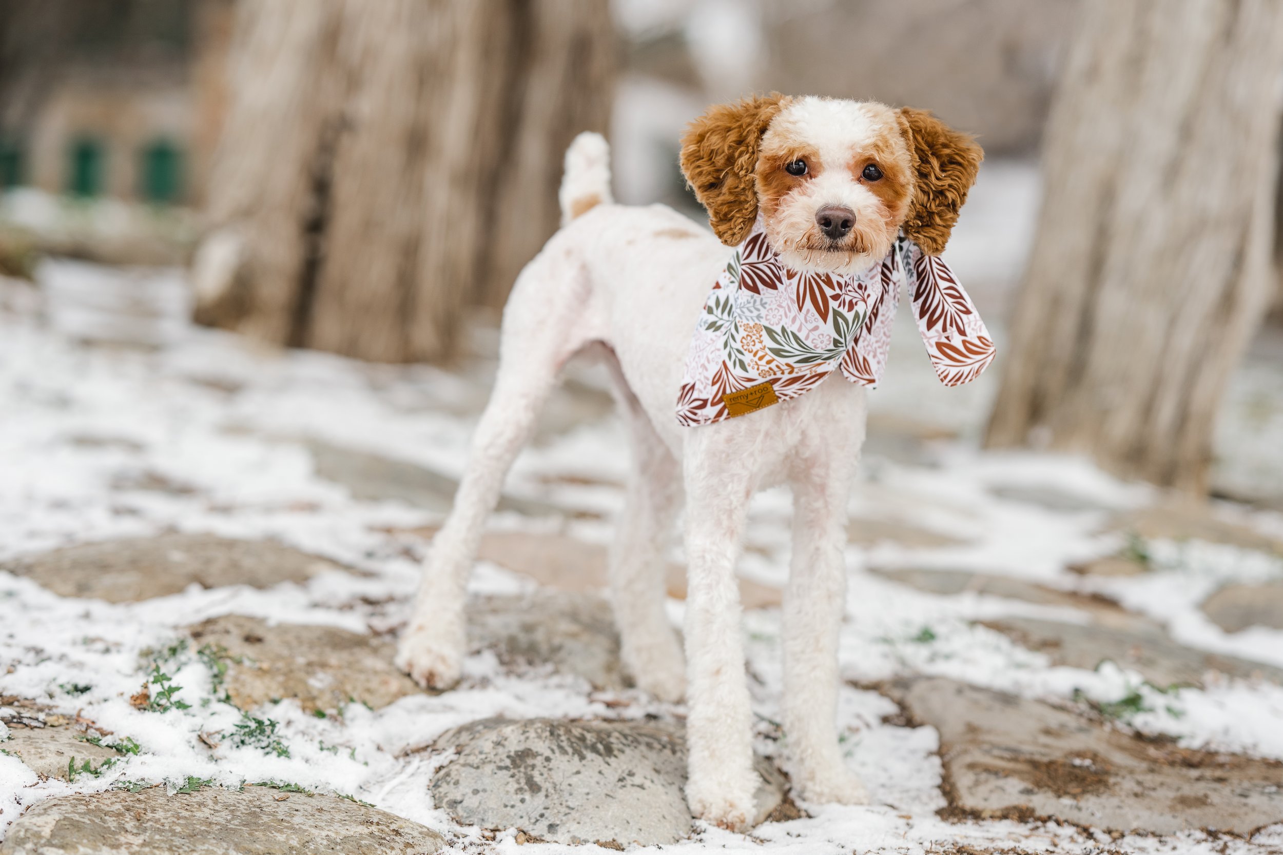 Jagger_GoldenDoodleExpress-17.jpg