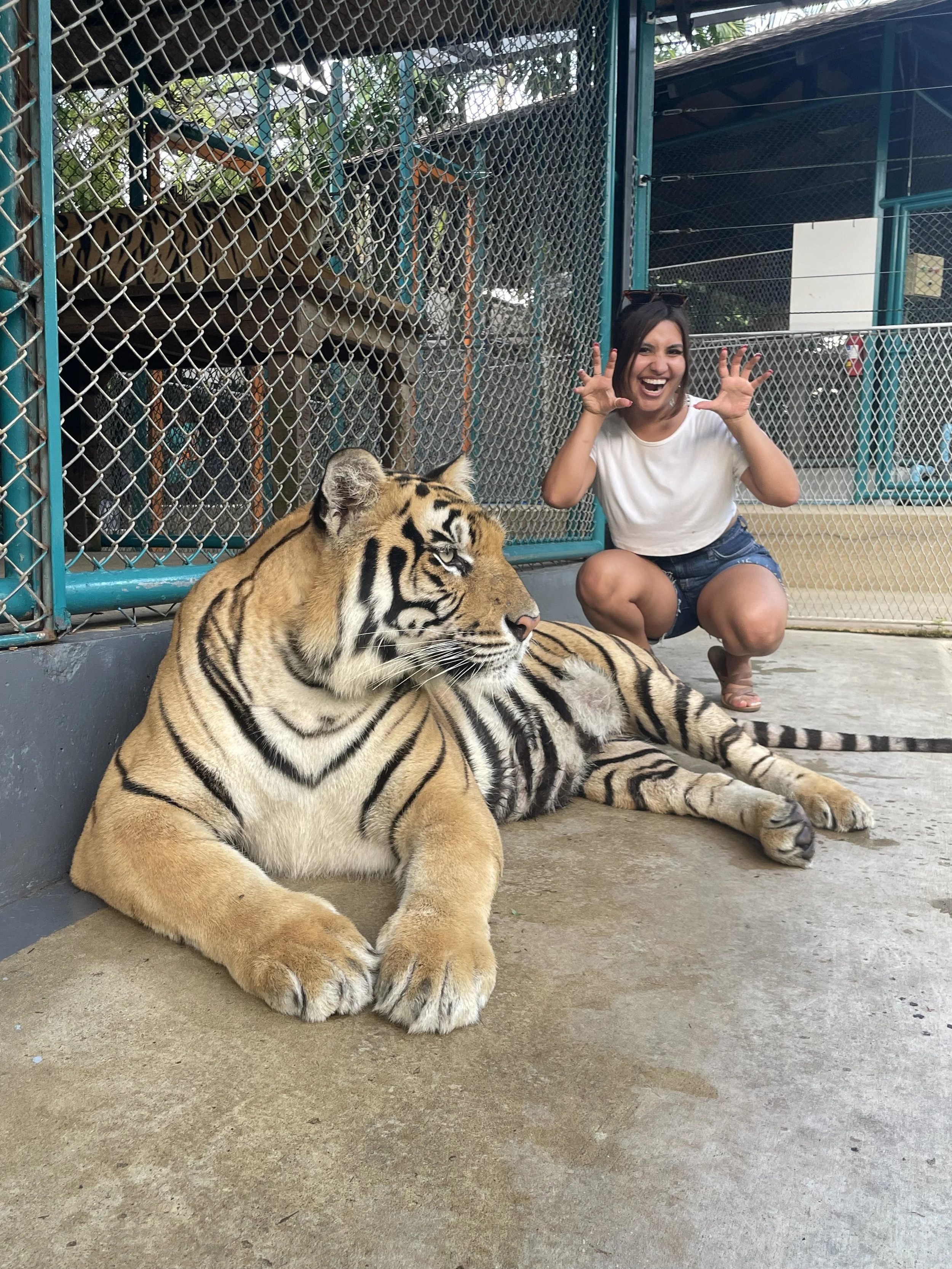 Petting some Tigers in Tiger Park (Thailand Chronicles)