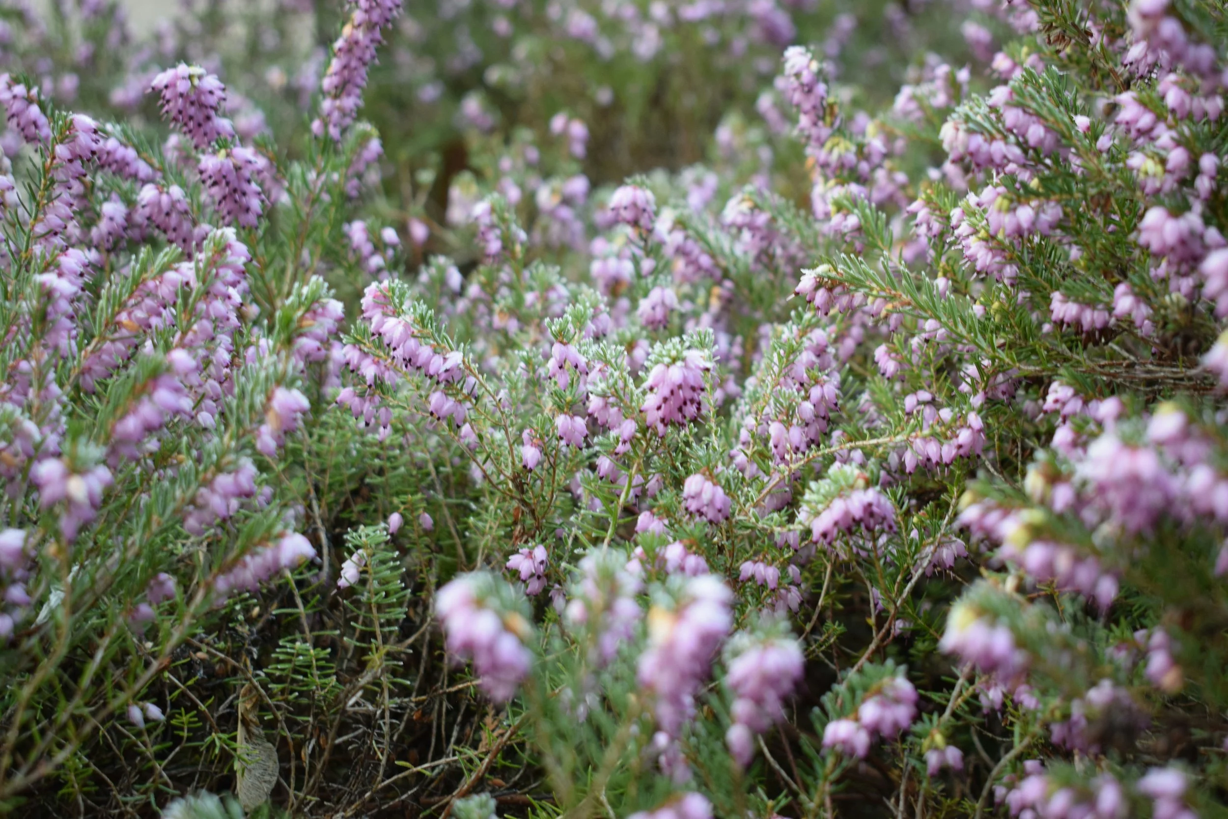 Wild Mountain Thyme