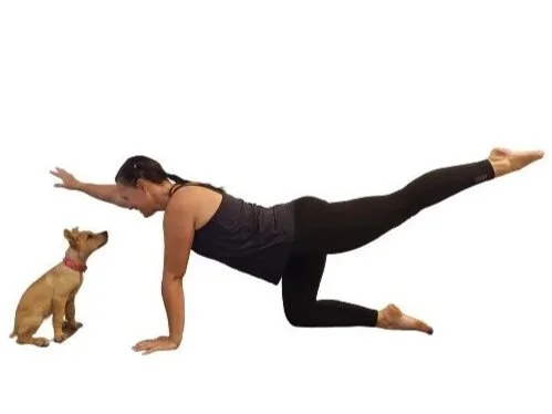 Pilates instructor in quadruped with a cute kelpie puppy