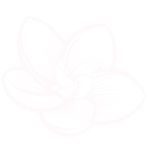 Line drawing of a open lotus flower with five petals